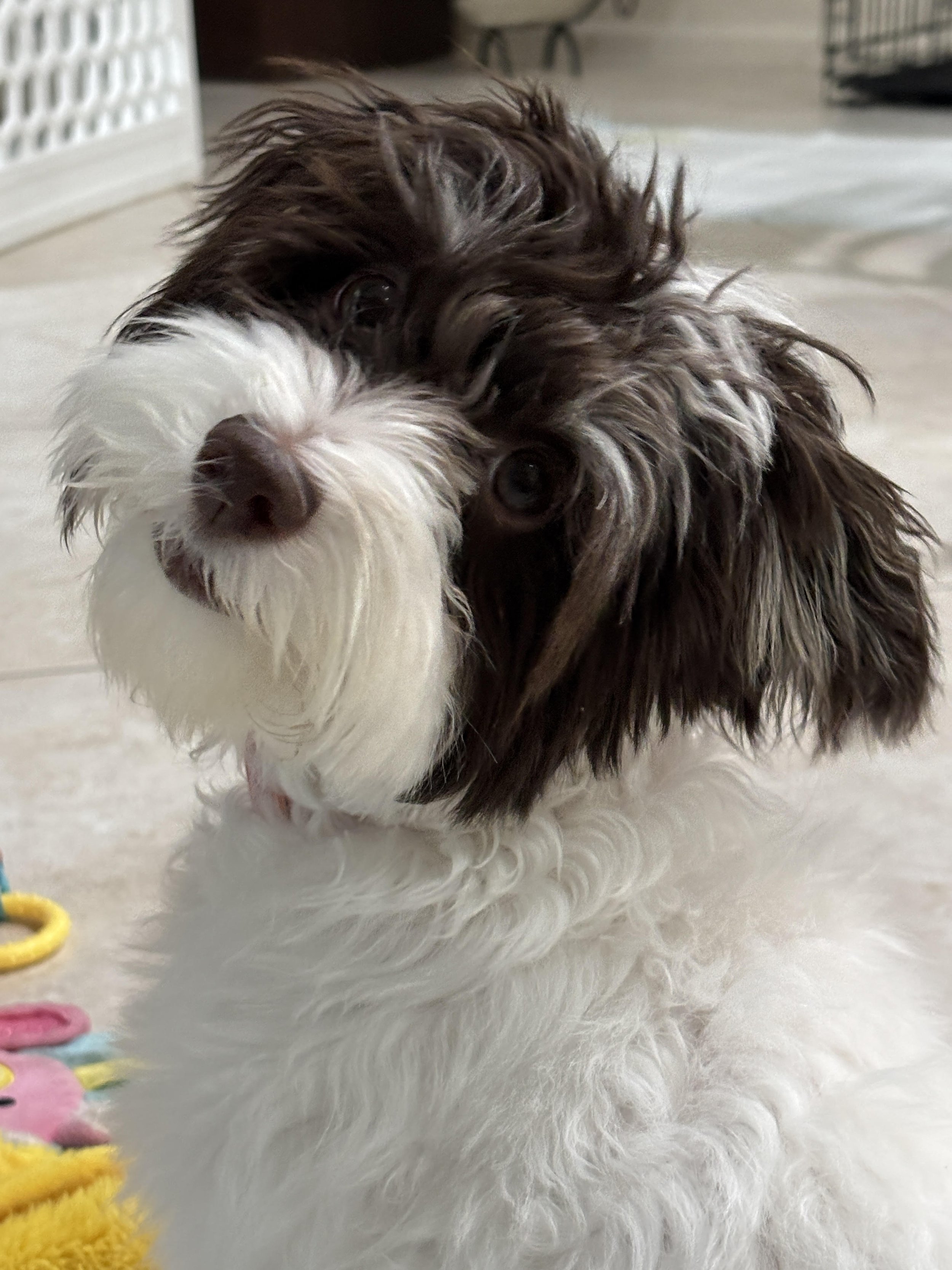 Debra's Dog Den | Dog Training & Enrichment in Delray Beach, Boca Raton & Boynton Beach