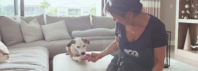 Transformative Dog Training - Delray Beach, Boca Raton, Boyton