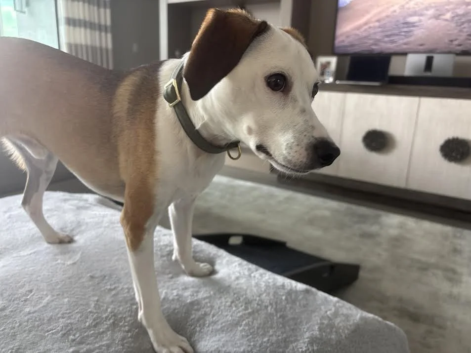 Debra's Dog Den | Dog Training in Delray Beach, Boca Raton & Boynton Beach