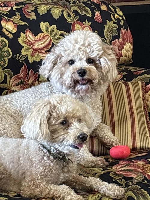 Debra's Dog Den | Pet Sitting in Delray Beach, Boca Raton & Boynton Beach