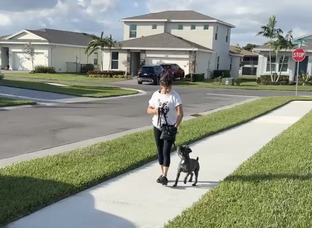 Debras Dog Den Behavioral Transformation Delray Beach, Boca Raton