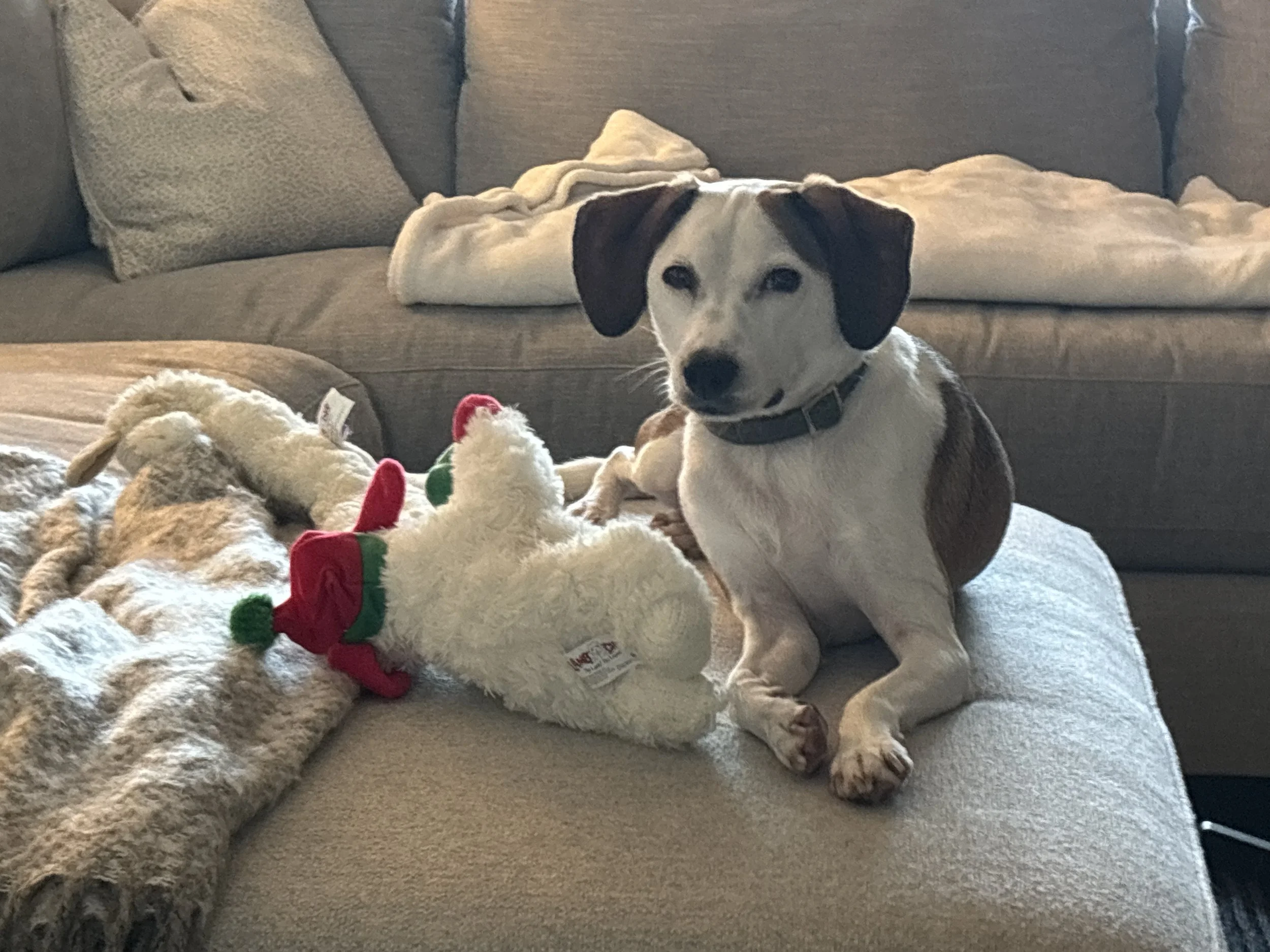 Debra's Dog Den | Dog Training & Enrichment in Delray Beach, Boca Raton & Boynton Beach