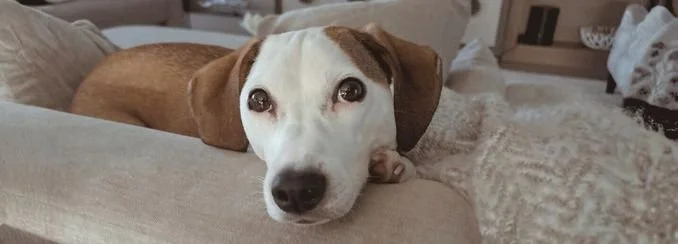 Exclusive Overnite Care- Day Visit Care - Delray Beach, Boca Raton, Boyton Beach