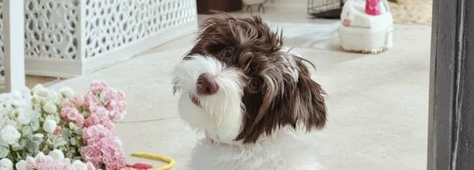 Day Visit Care - Delray Beach, Boca Raton, Boyton Beach