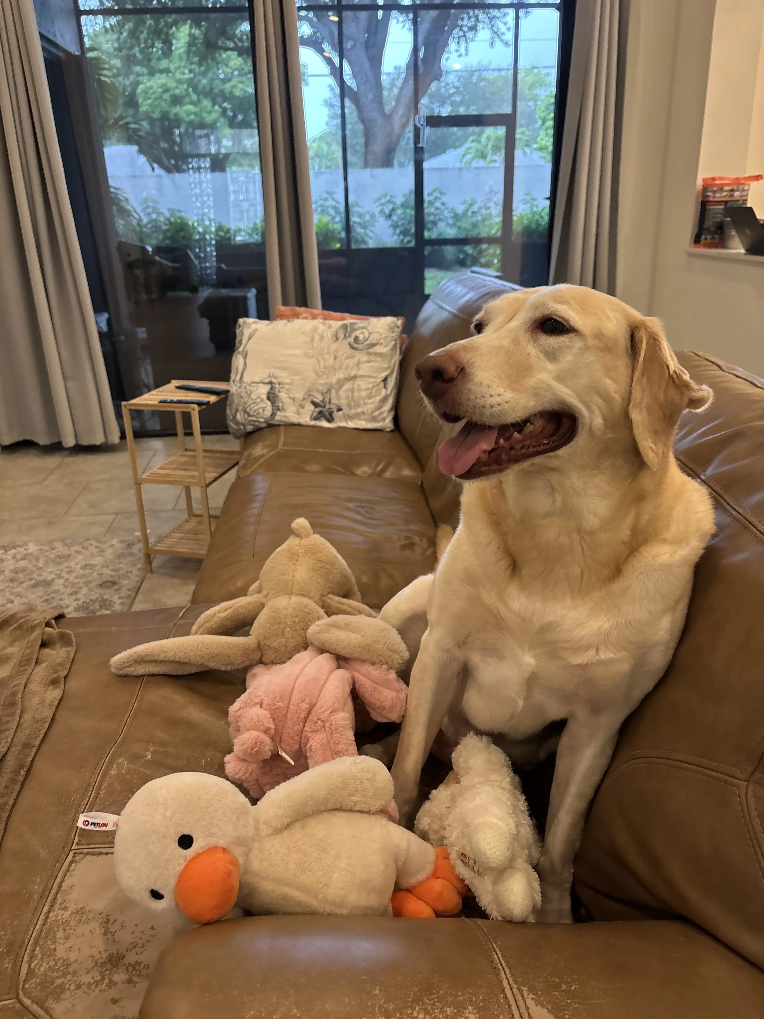 Debra's Dog Den | Dog Training & Enrichment in Delray Beach, Boca Raton & Boynton Beach