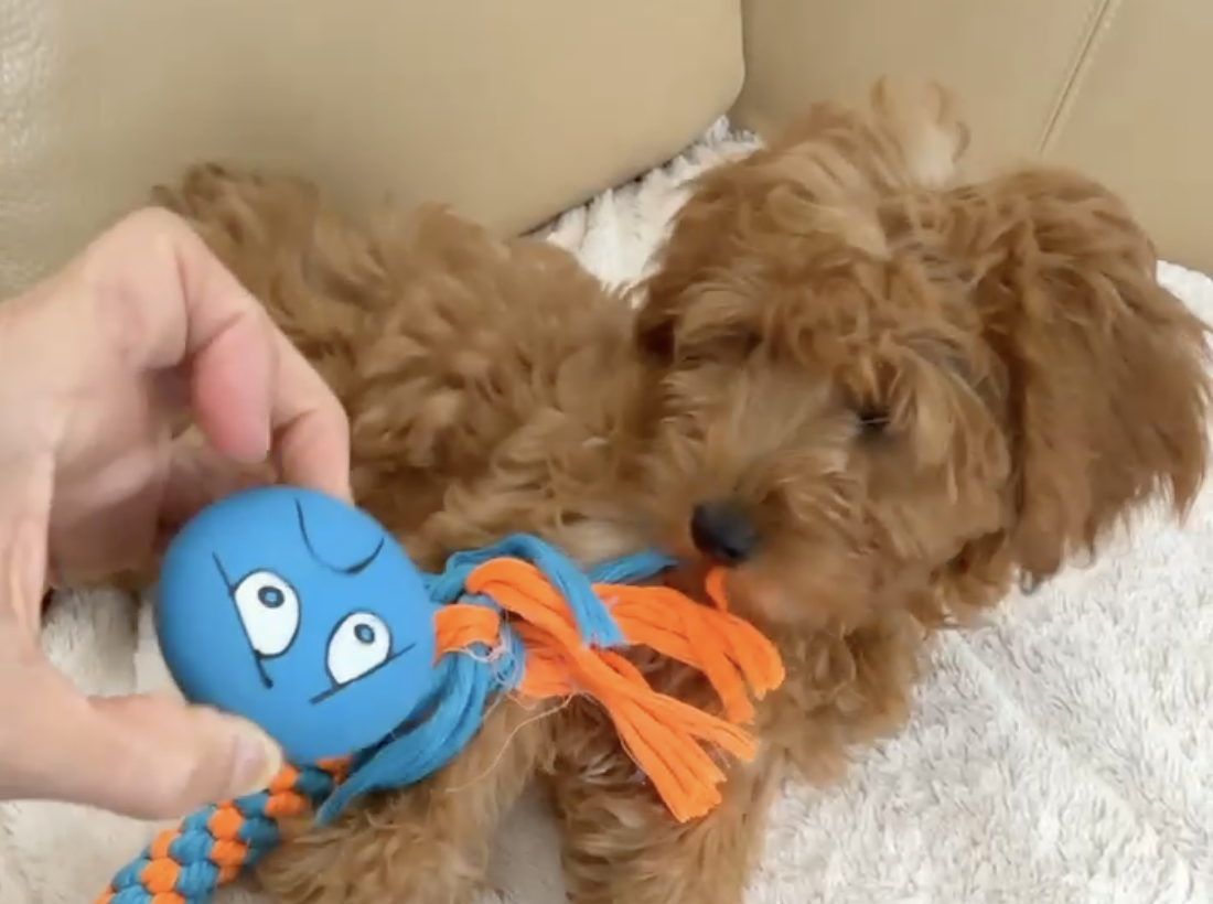 Puppy Foundation Training Delray Beach, Boca Raton