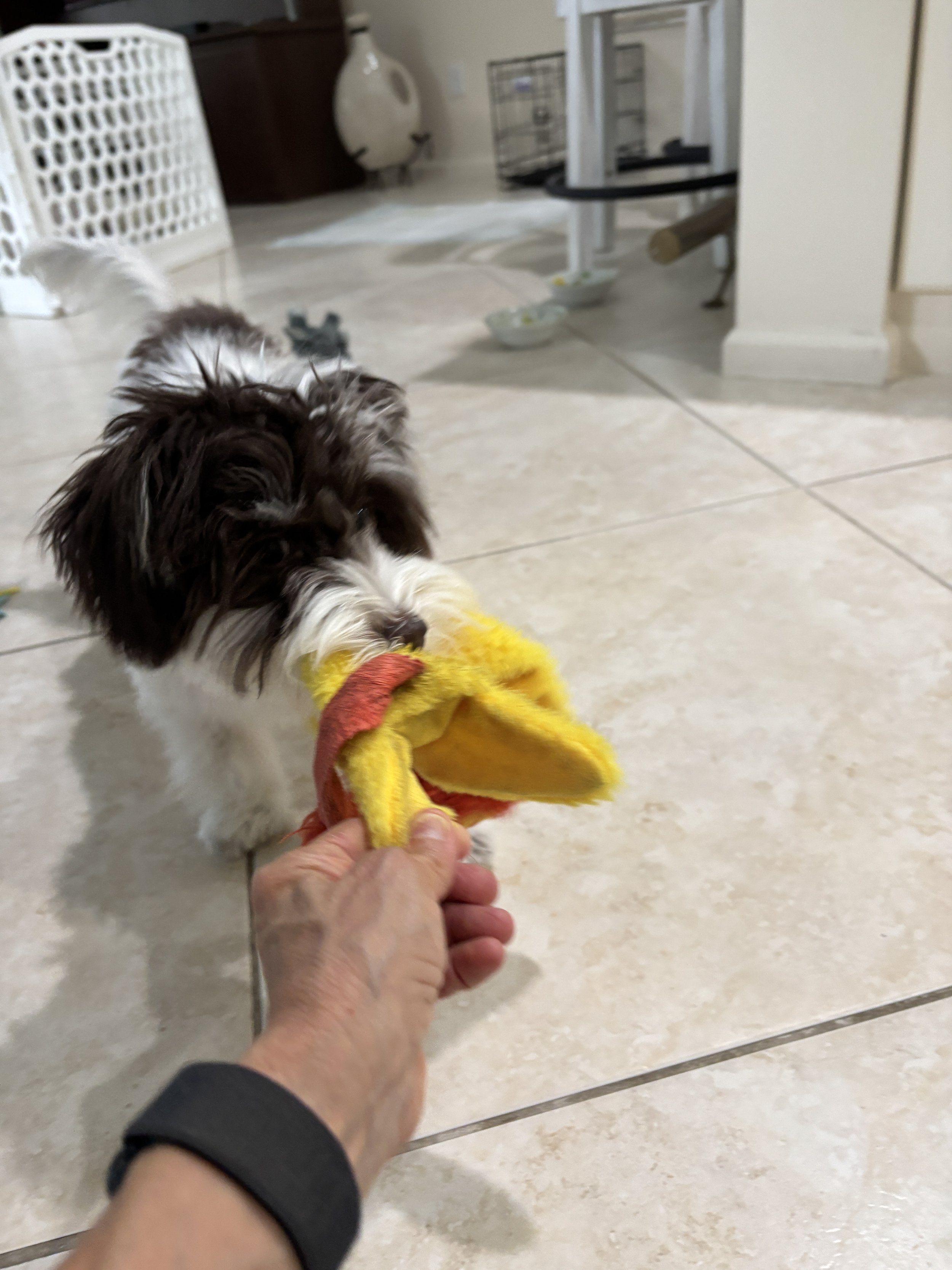 Debra's Dog Den | Dog Training & Enrichment in Delray Beach, Boca Raton & Boynton Beach