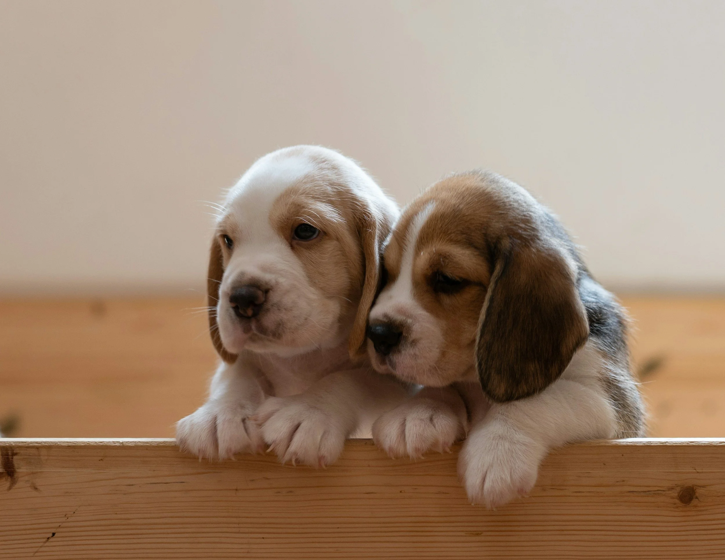 Two adorable beagle puppies resting on a wooden surface indoors.