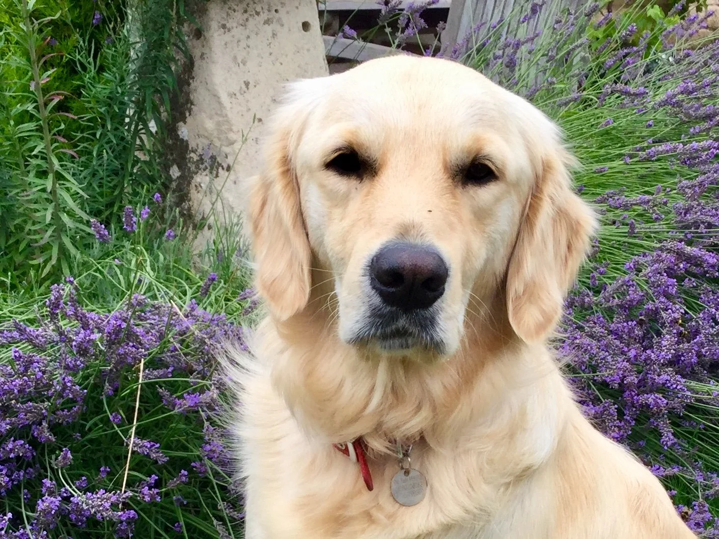 A golden retriever sitting among purple lavender flowers in a garden.