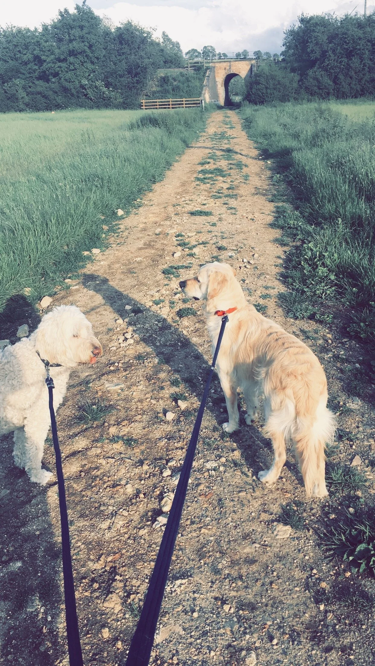 Two dogs on leashes walking on a dirt trail, with greenery on each side, and a stone bridge in the distance.