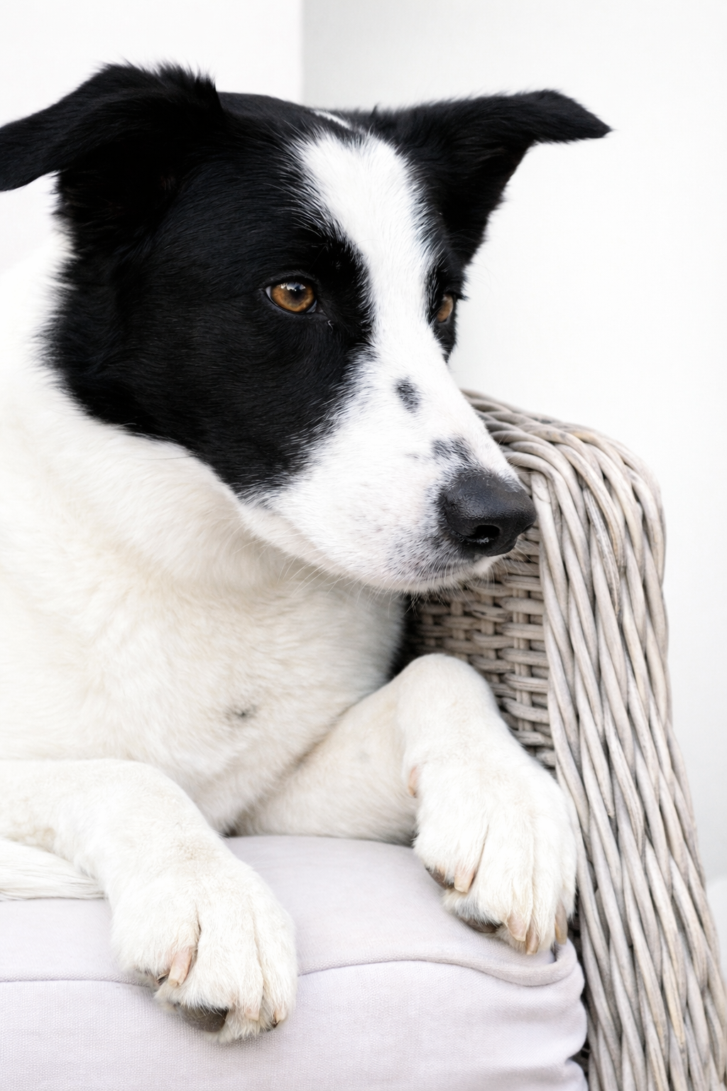 Close-up of a black and white dog with brown eyes resting on a wicker chair with a light-colored cushion.