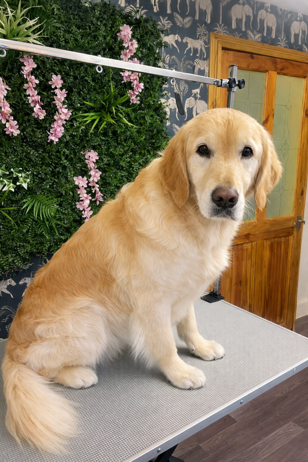 Golden Retriever at the grooming salon.png