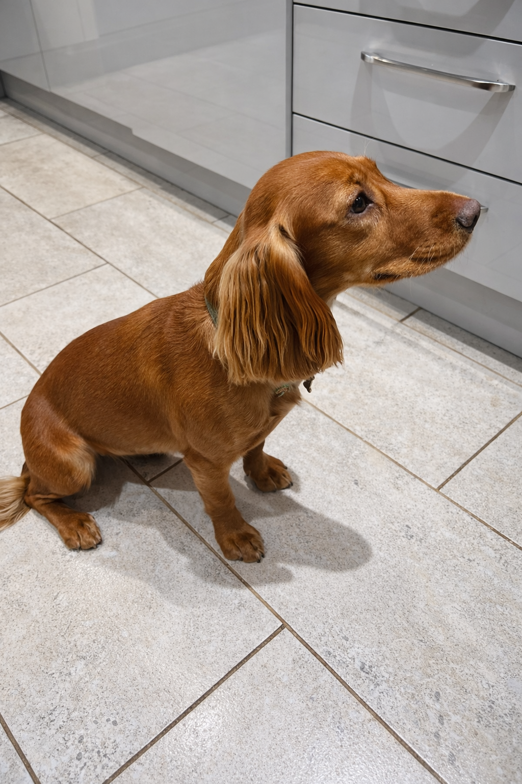 A brown long-haired dachshund dog sitting on a tiled floor, looking to the right, in front of gray kitchen cabinets.
