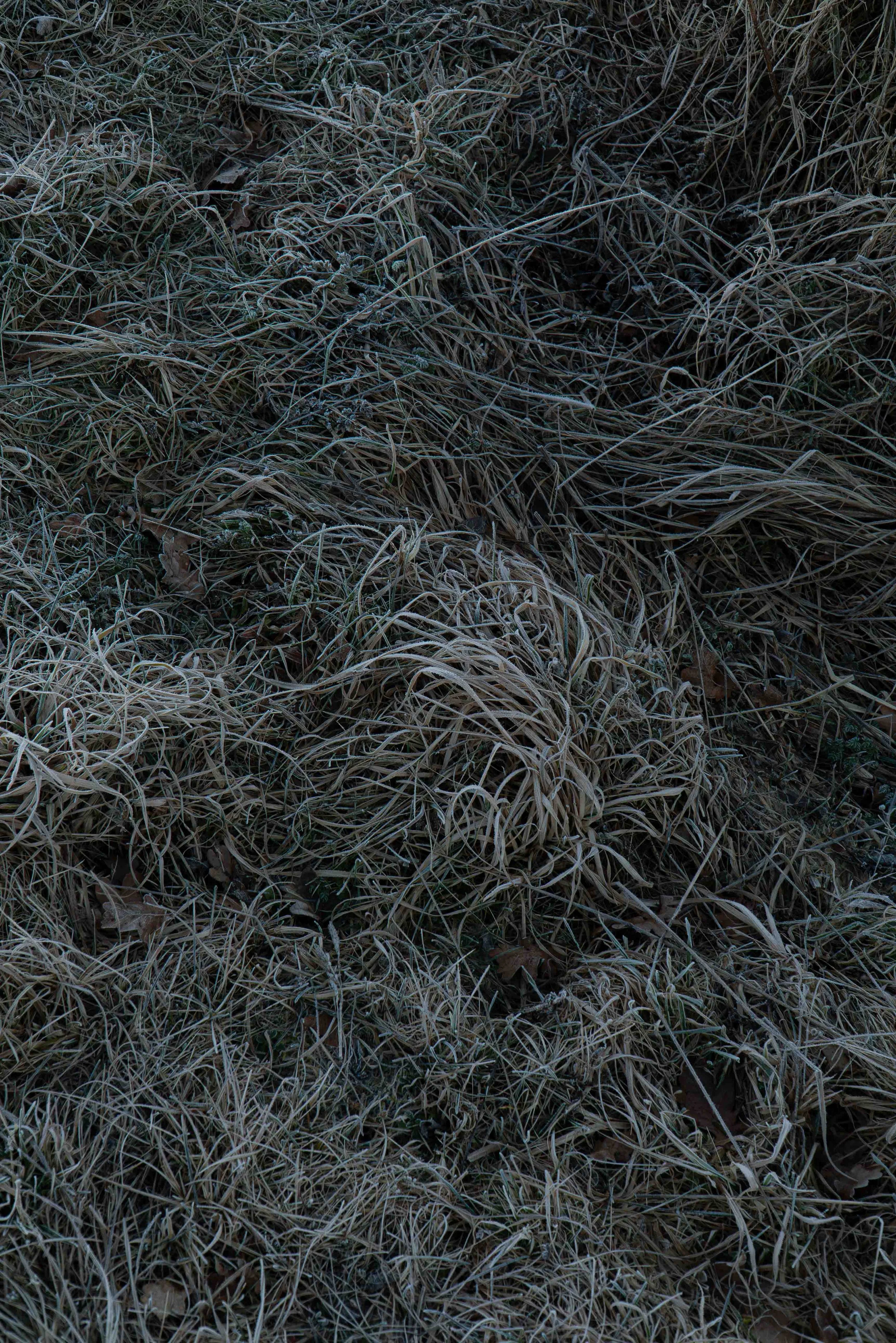 03022025-DSC01990-Avec accentuation-Bruit.jpg