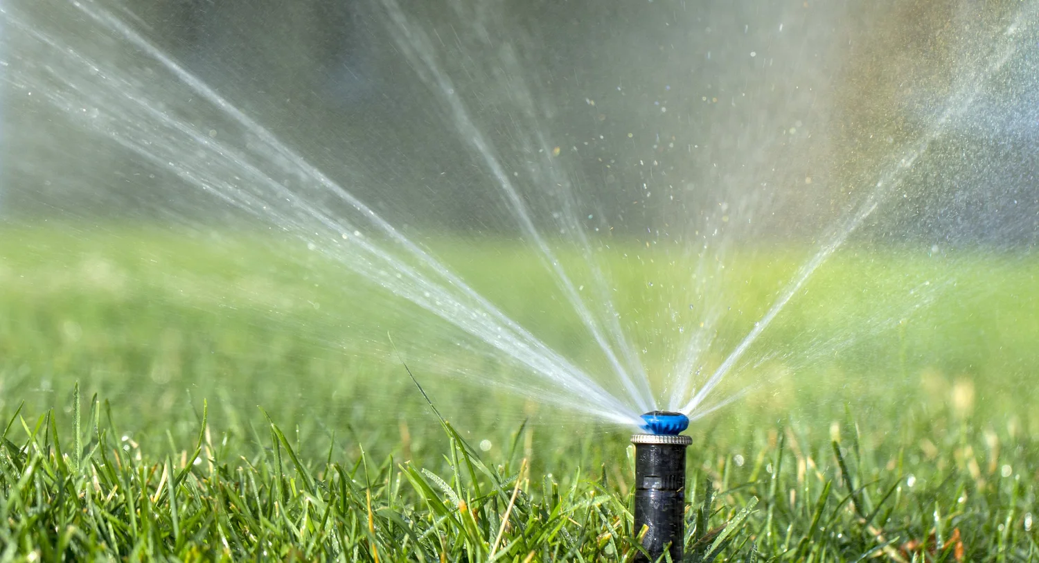 Rasensprenger bei der Gartenbewässerung