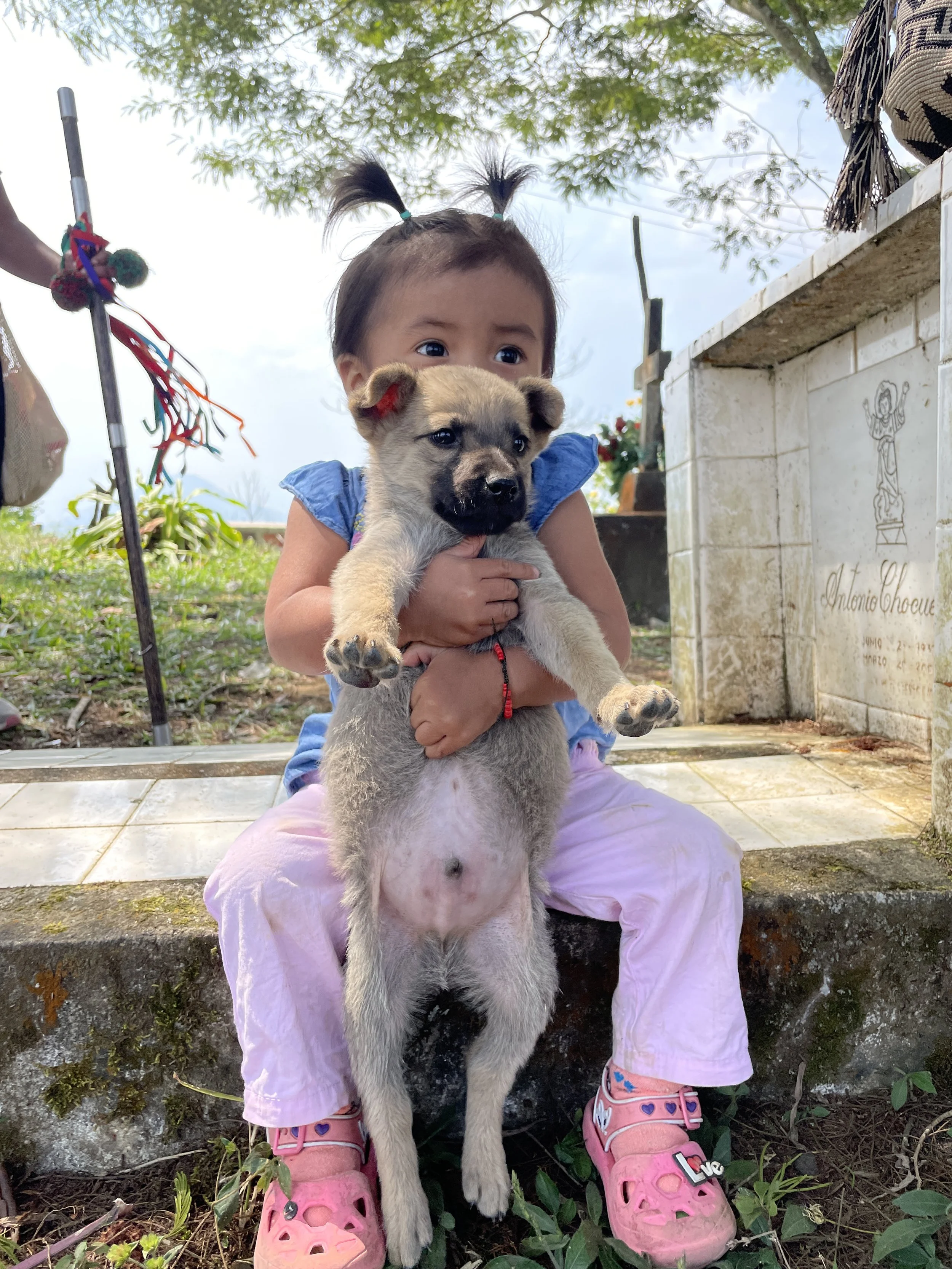 A young girl with two ponytails holding a puppy with a black mask around its face, sitting outdoors on a stone surface with greenery and trees in the background.