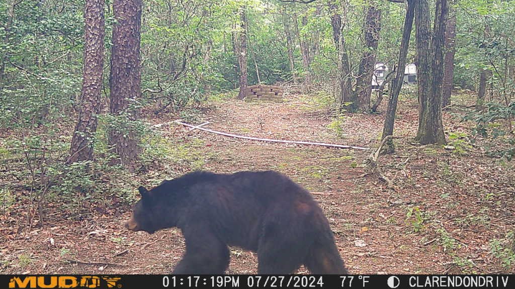 A black bear is walking on a forest trail surrounded by trees and green foliage. In the background, there is a white vehicle and a small stone structure.