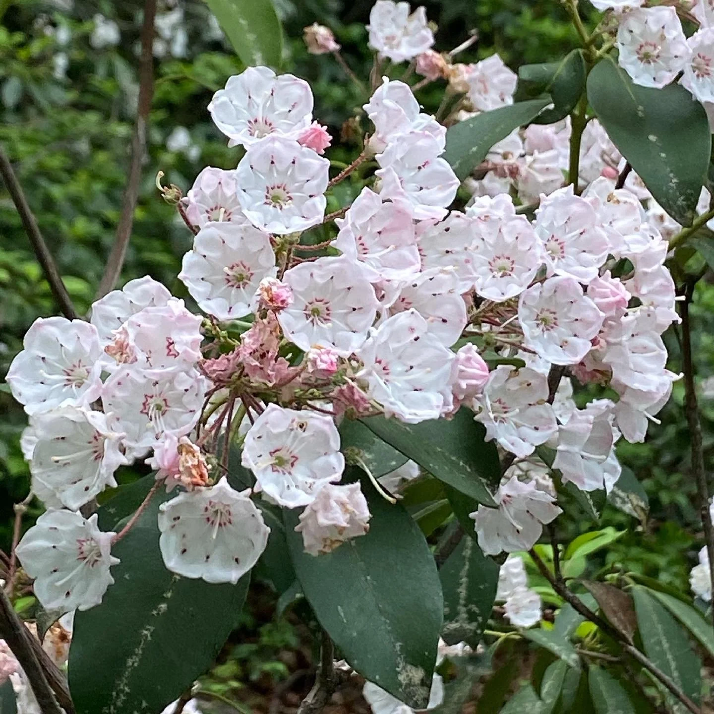 Clusters of white and pink flowers on a bush, with green leaves in the background.