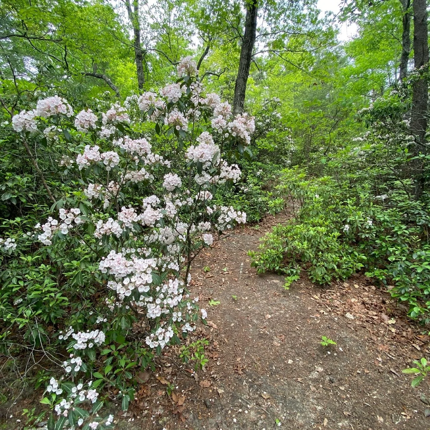 A dirt trail through a lush green forest with flowering bushes on the side.