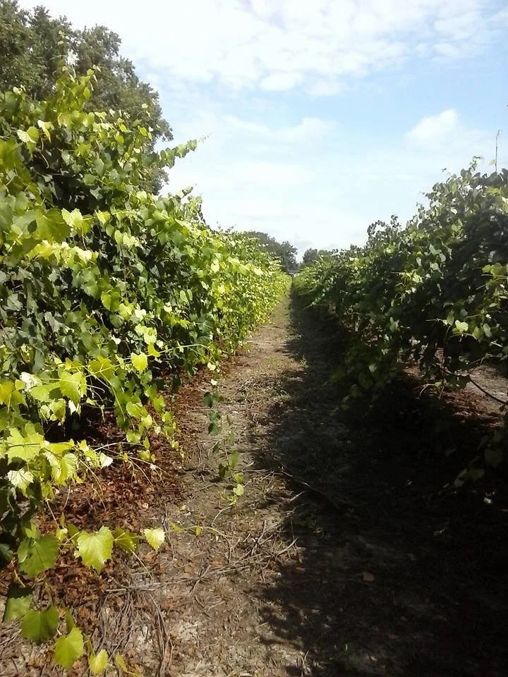 Vineyard with rows of grapevines, dirt path in the middle, blue sky with clouds.