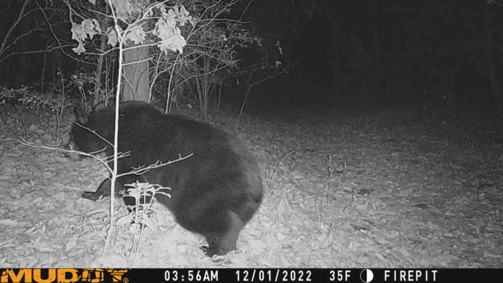 A black bear in a wooded area at night, captured by a trail camera, with the time showing 3:56 AM.