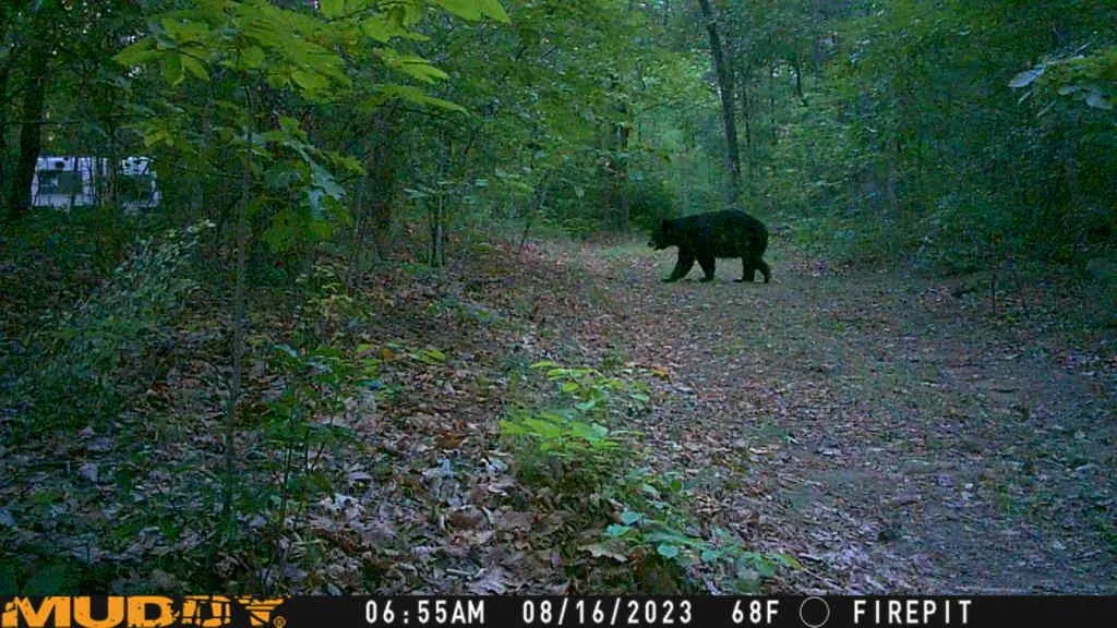 A black bear walking along a wooded trail in a dense forest at dawn.
