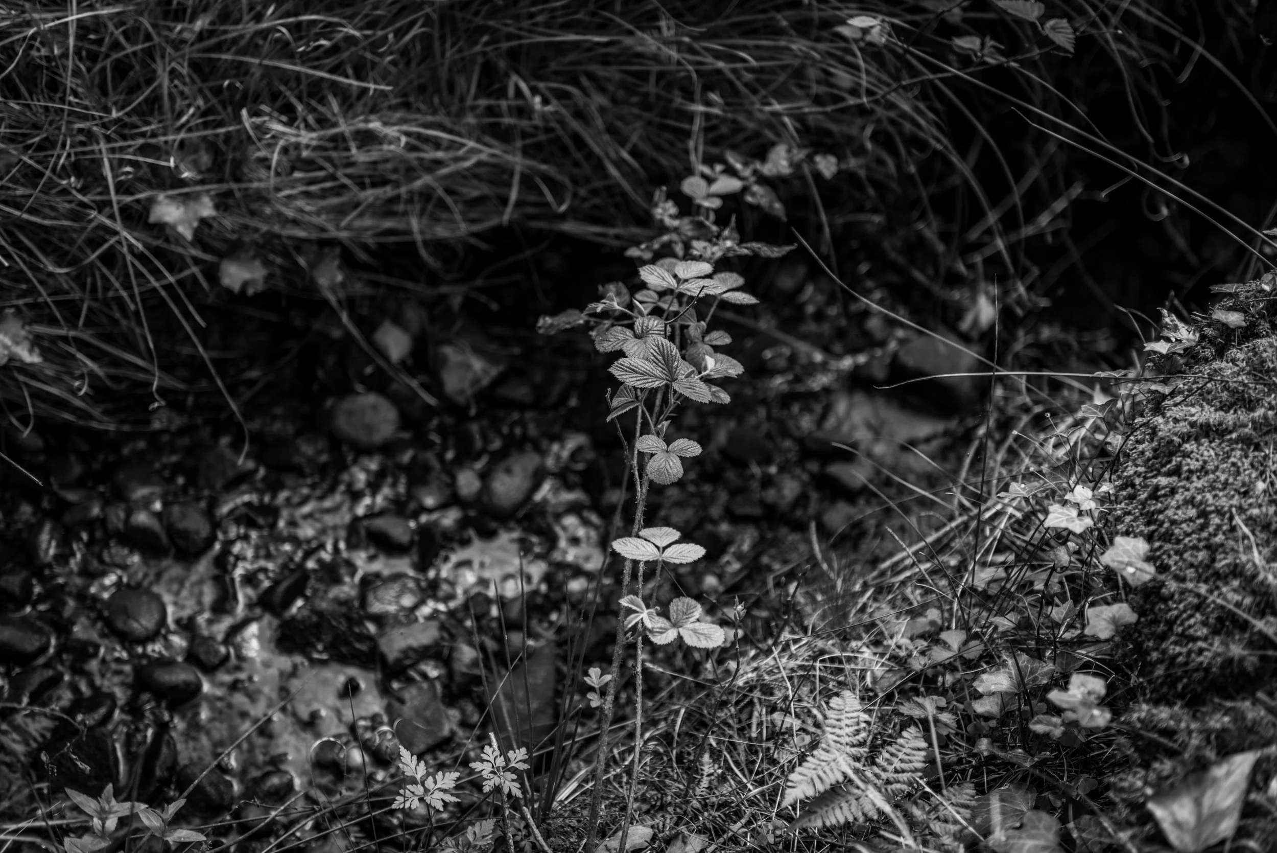 _DSC7979.jpg