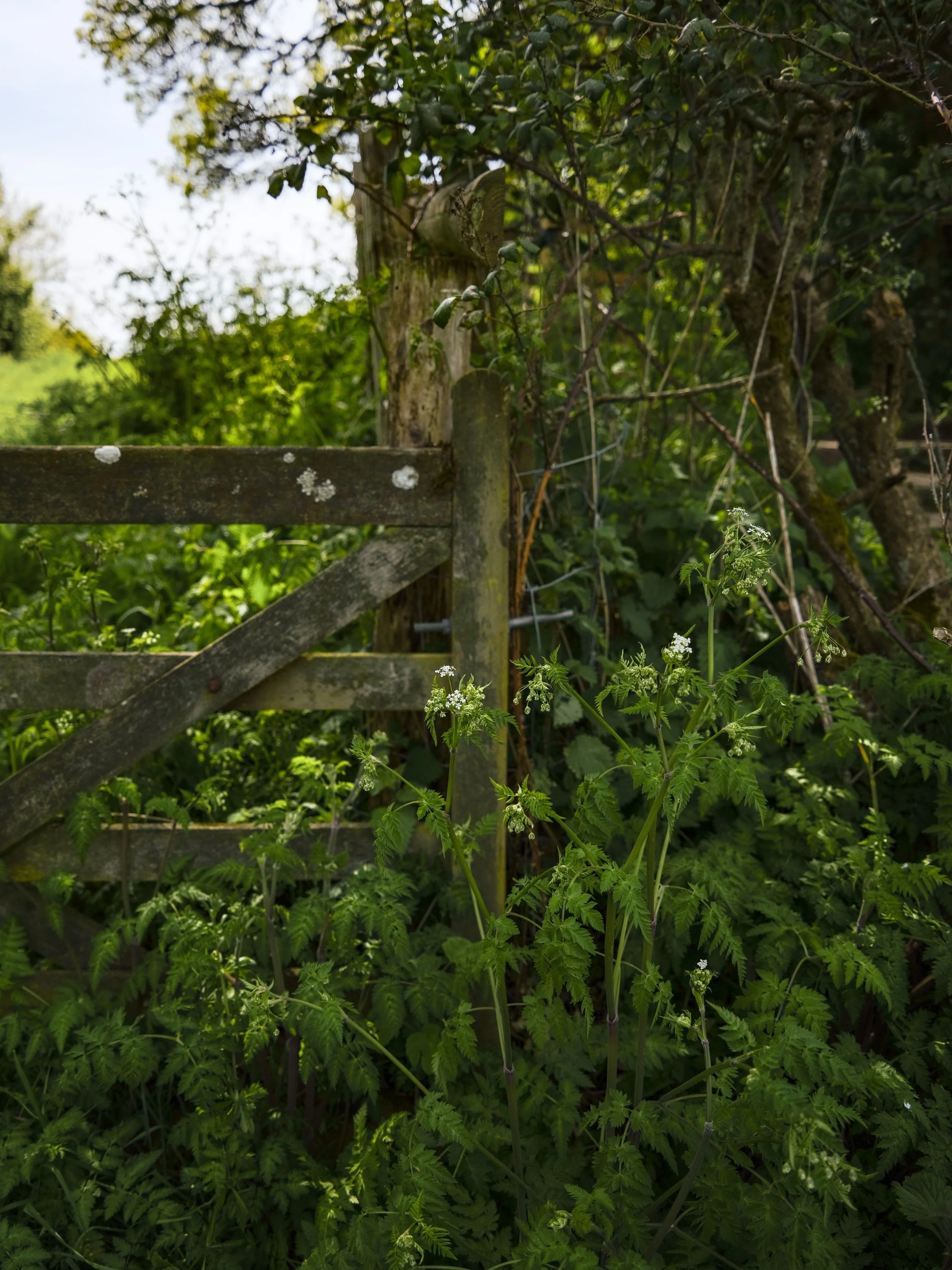 DSCF9274.jpg