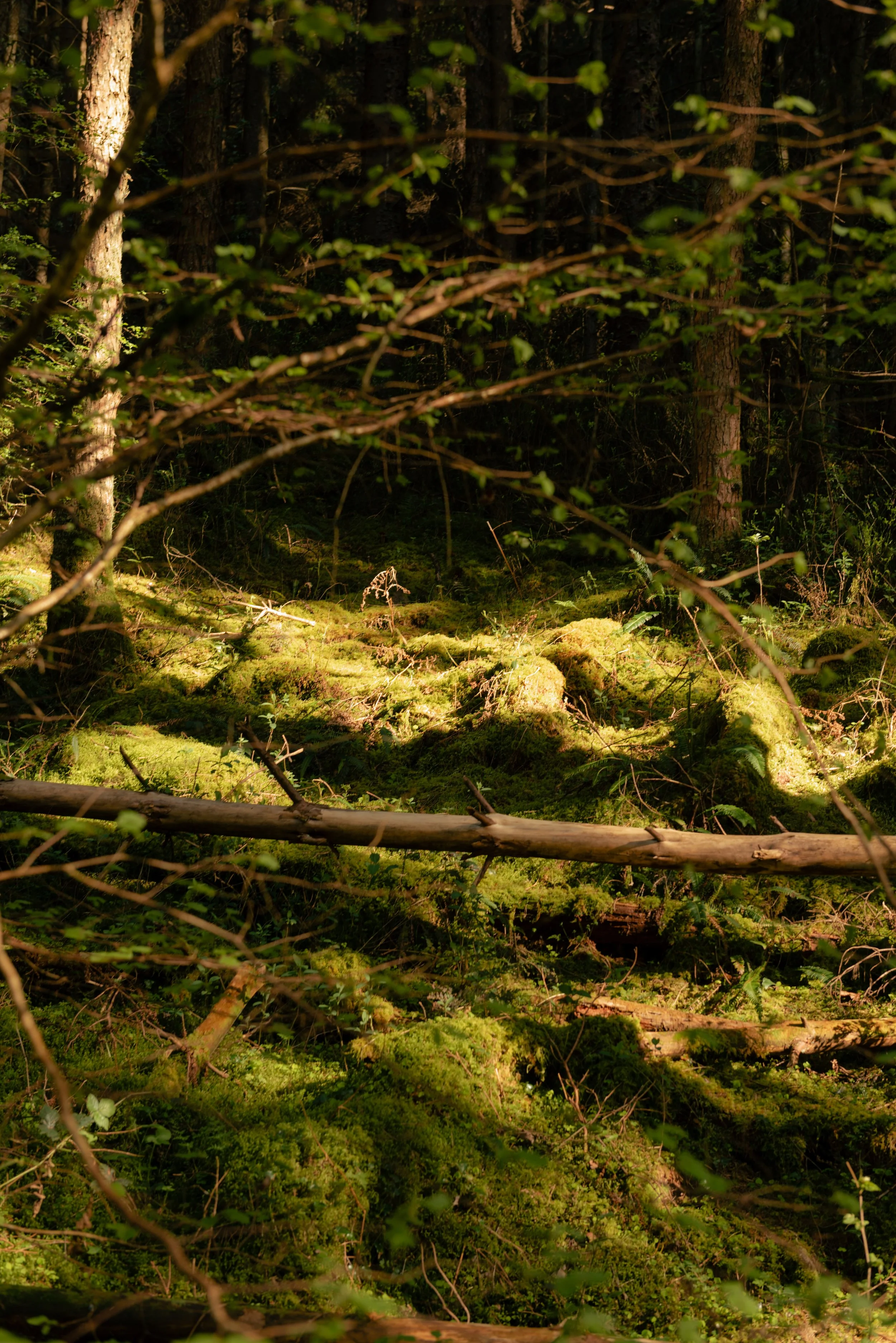 _DSC7883.jpg
