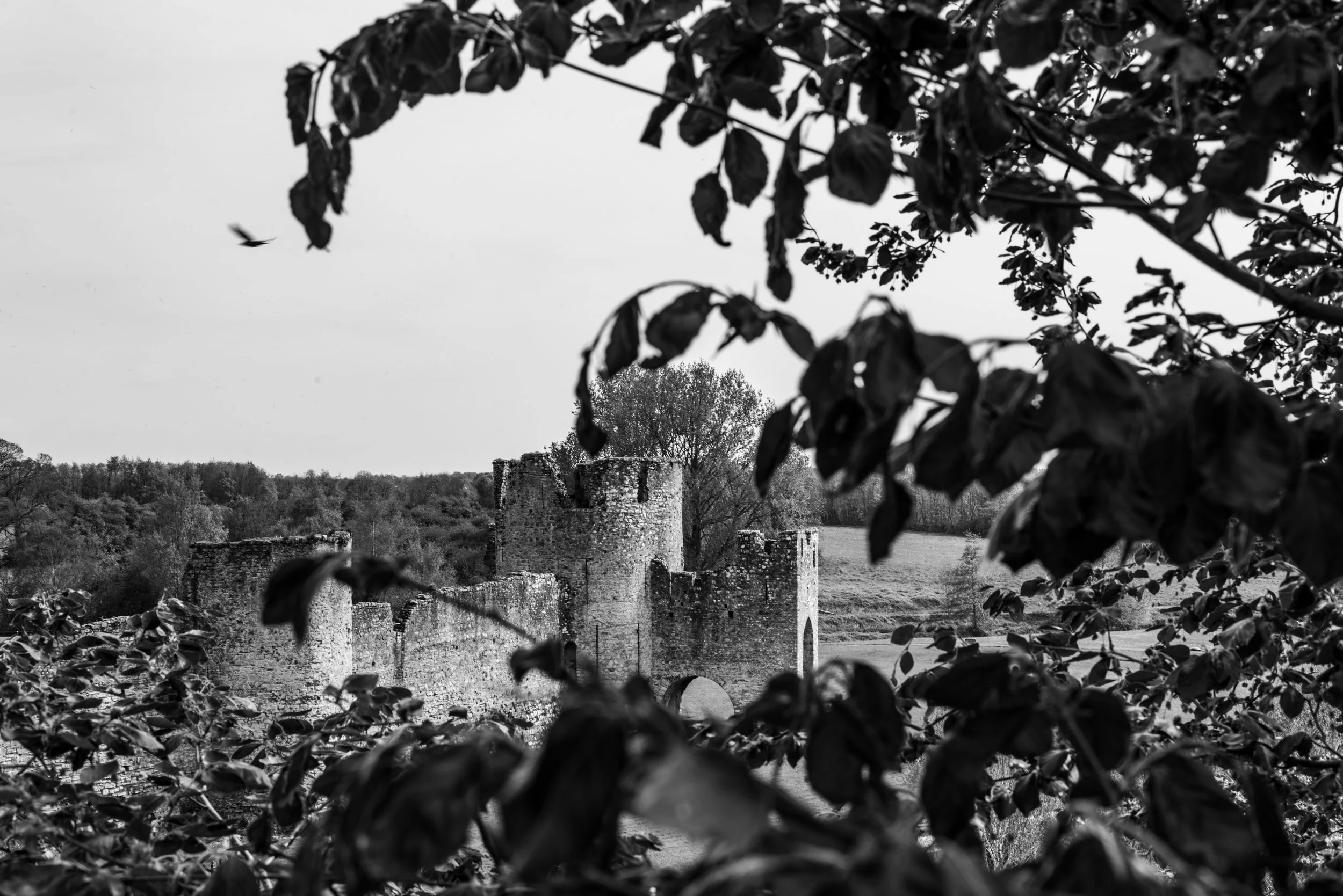 _DSC8068.jpg