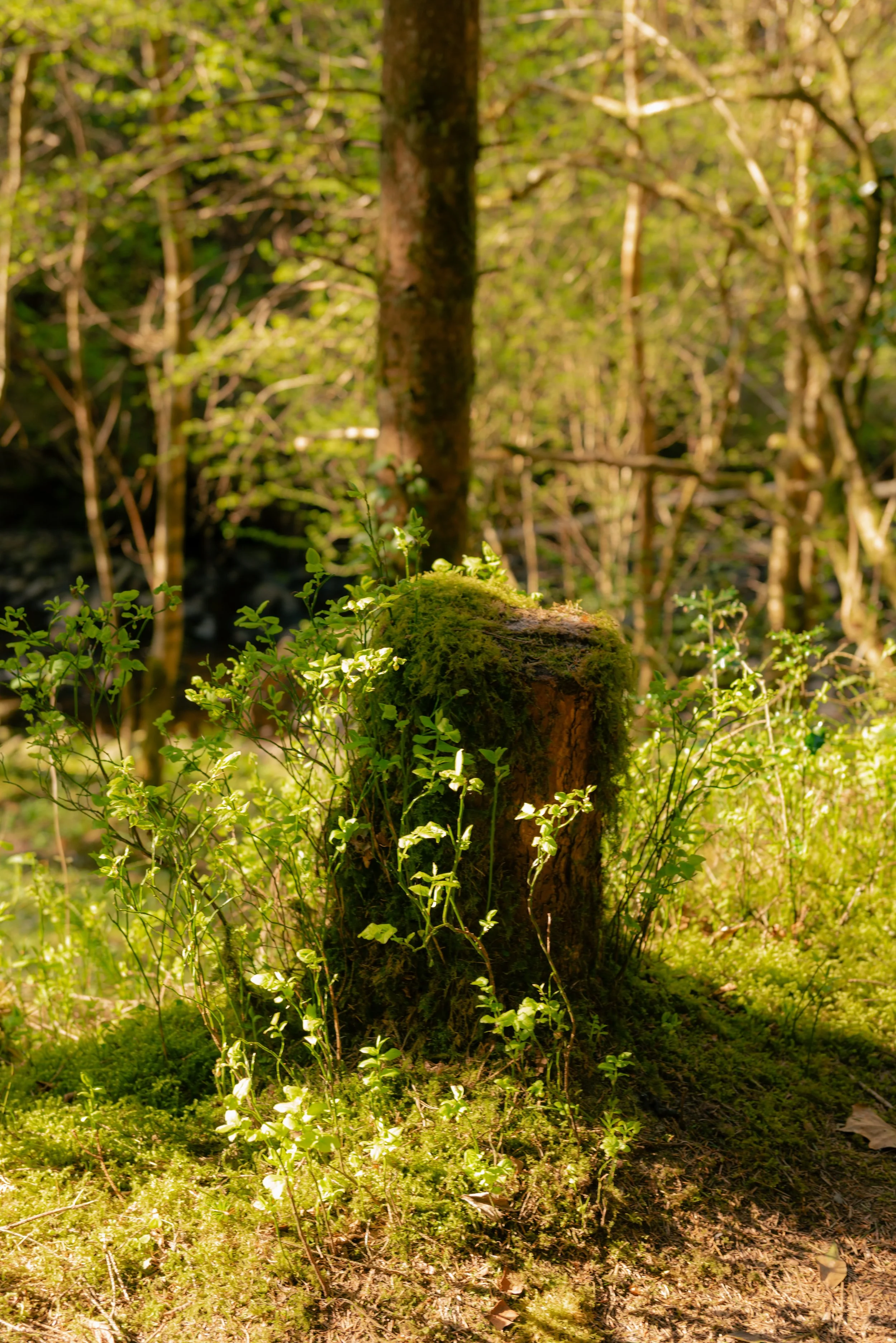 _DSC7882.jpg