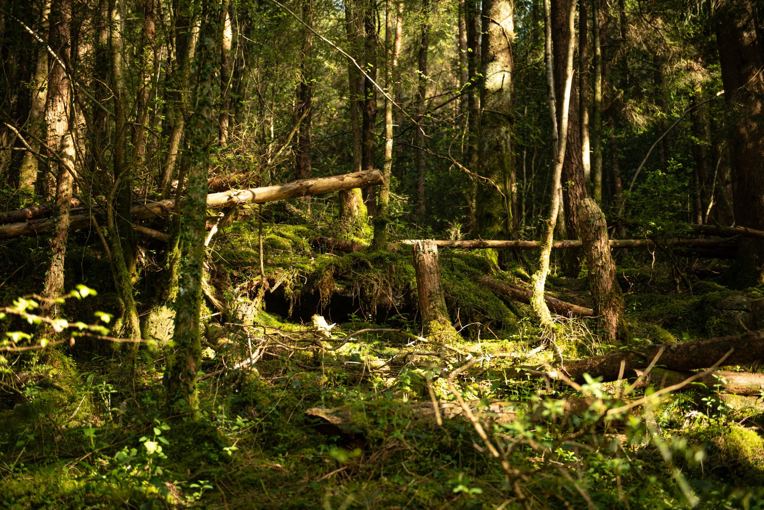 _DSC7887.jpg