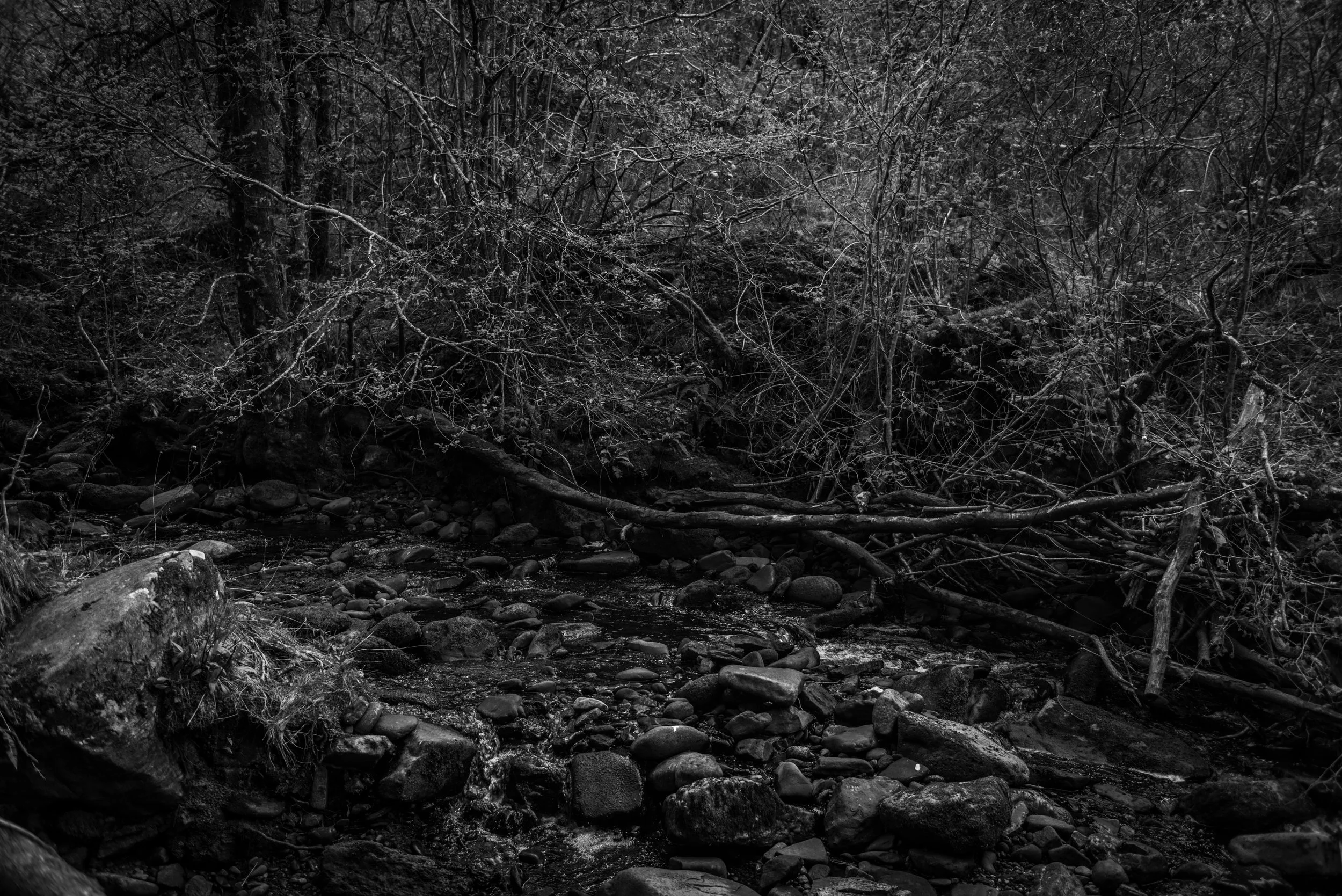 _DSC8015.jpg