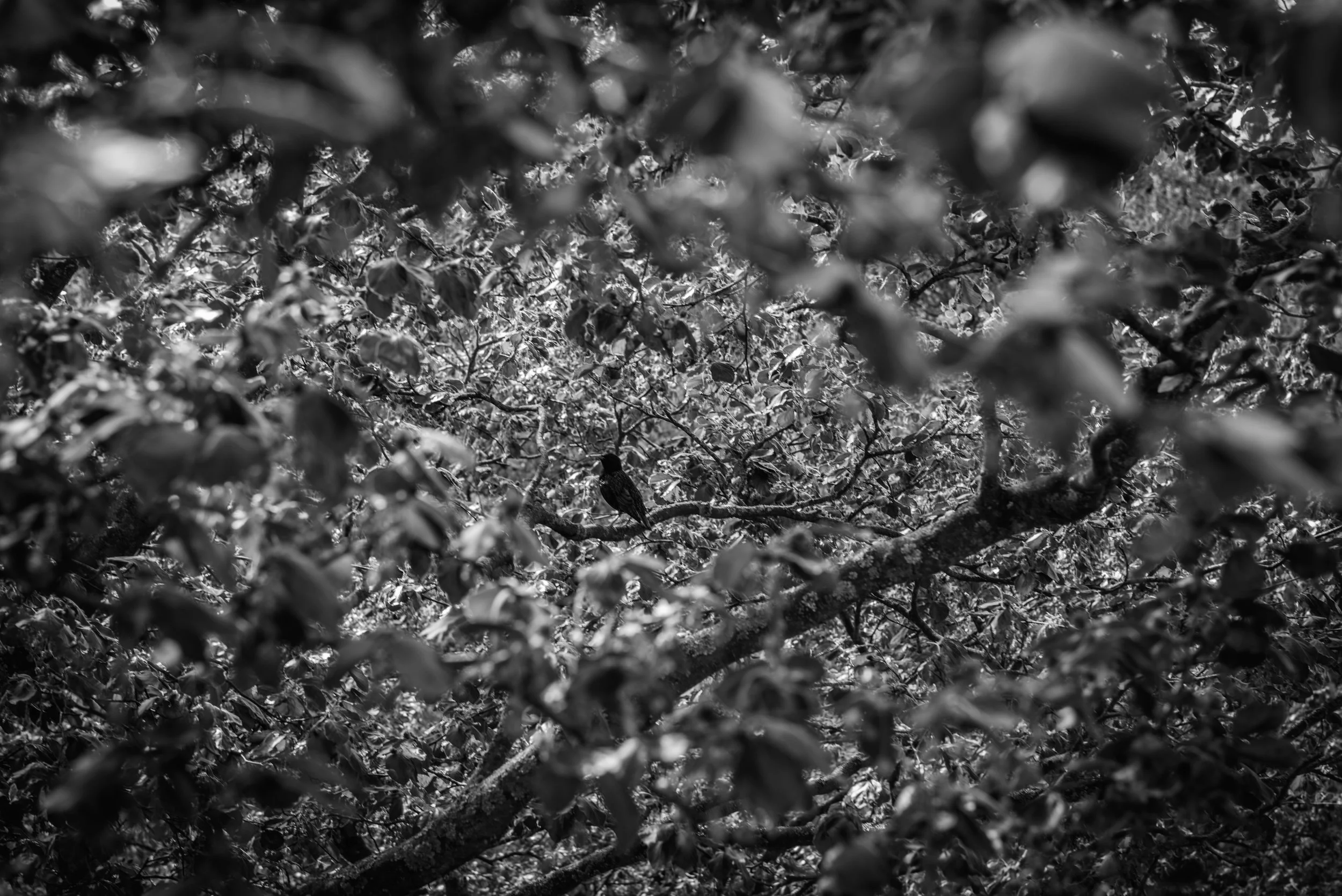 _DSC8072 copy.jpg