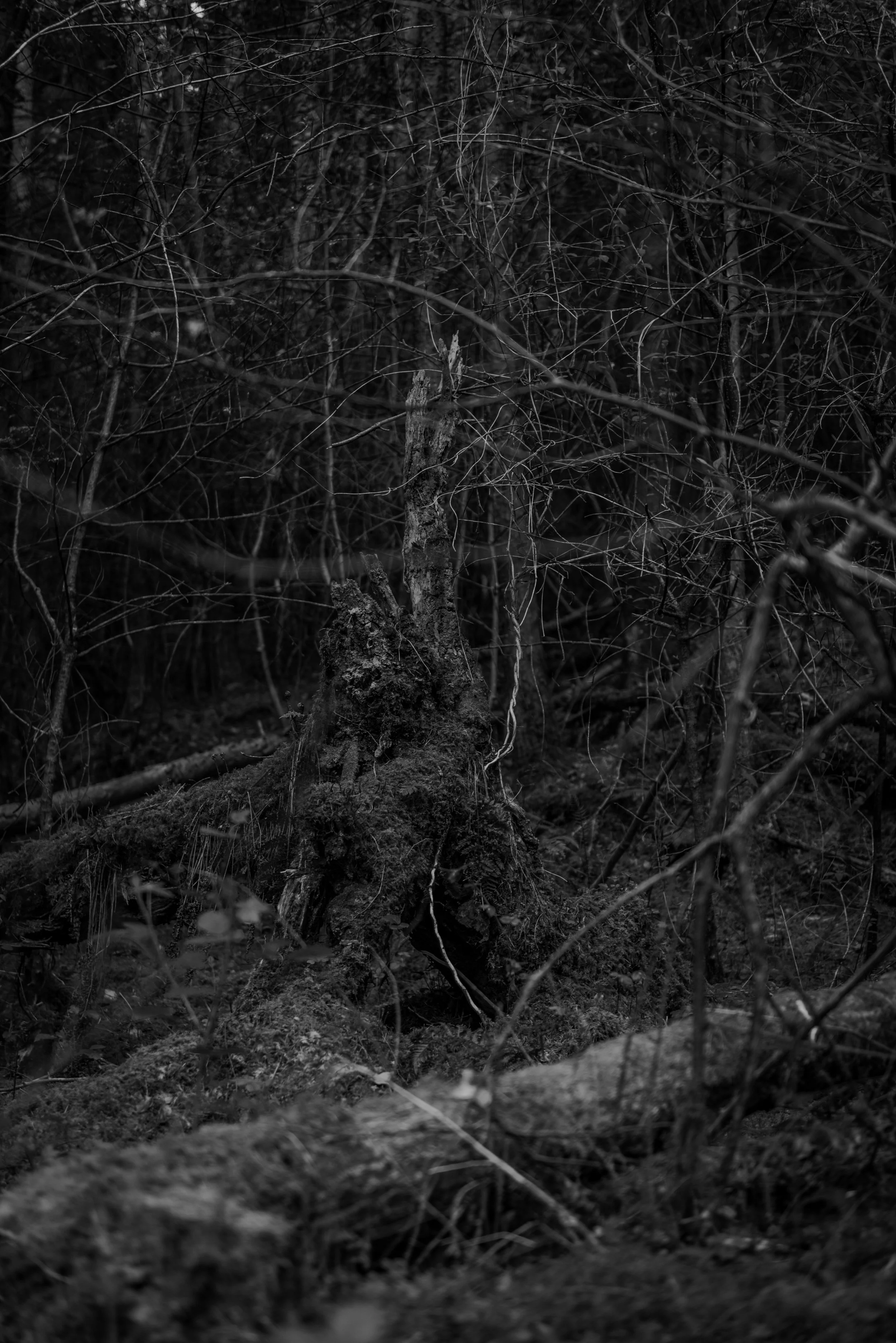 _DSC8052.jpg