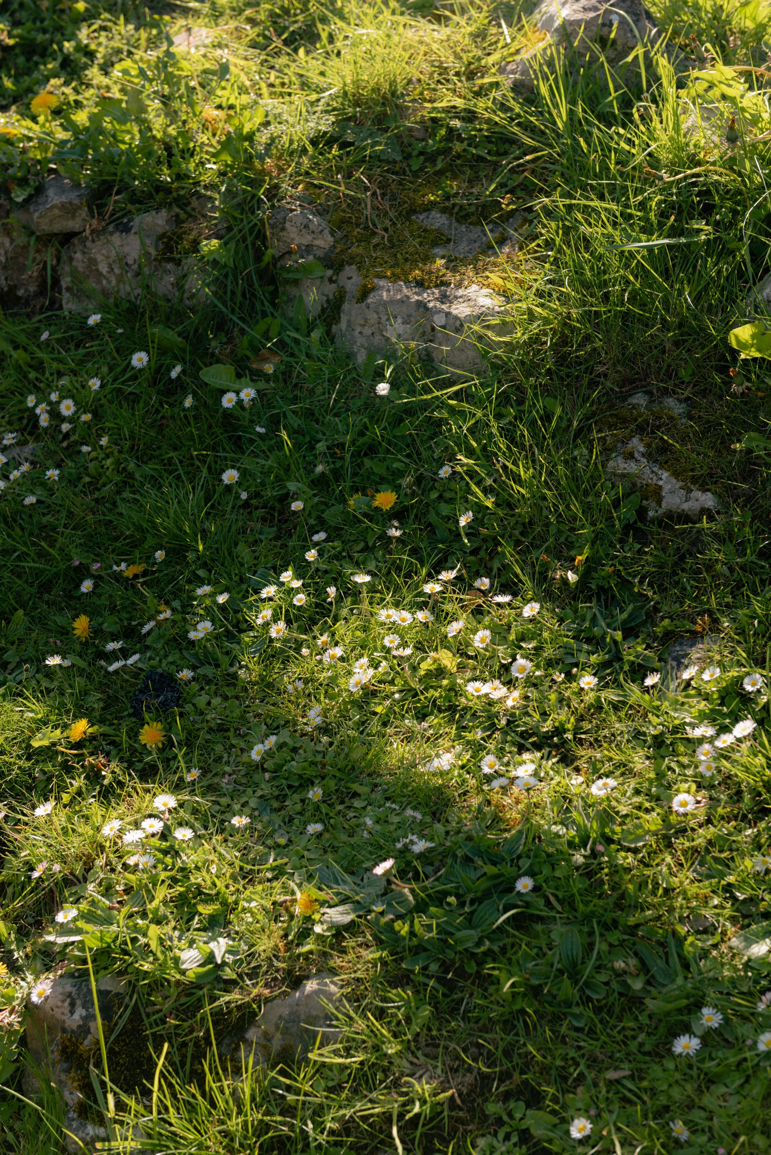 _DSC7584.jpg