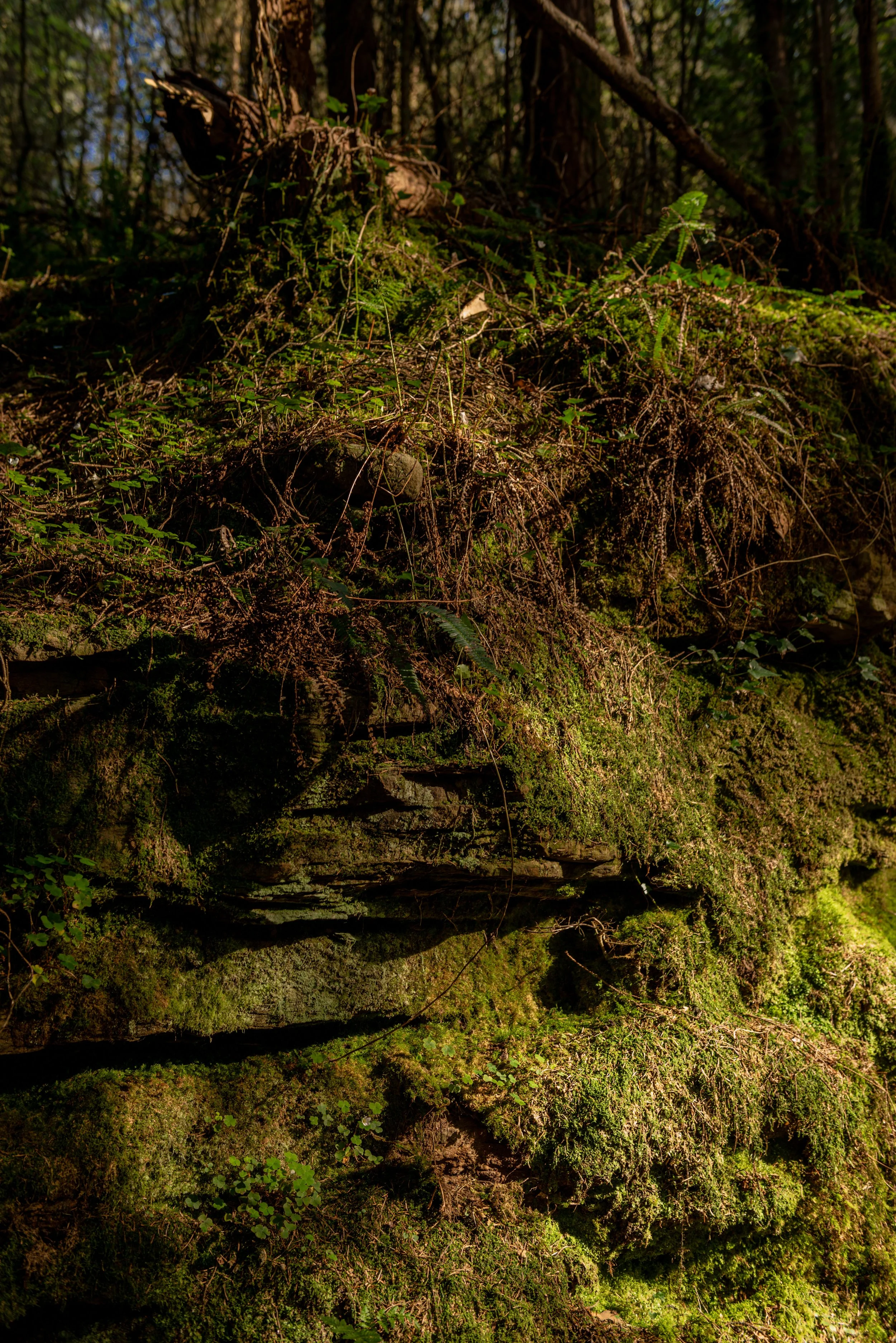 _DSC7876.jpg