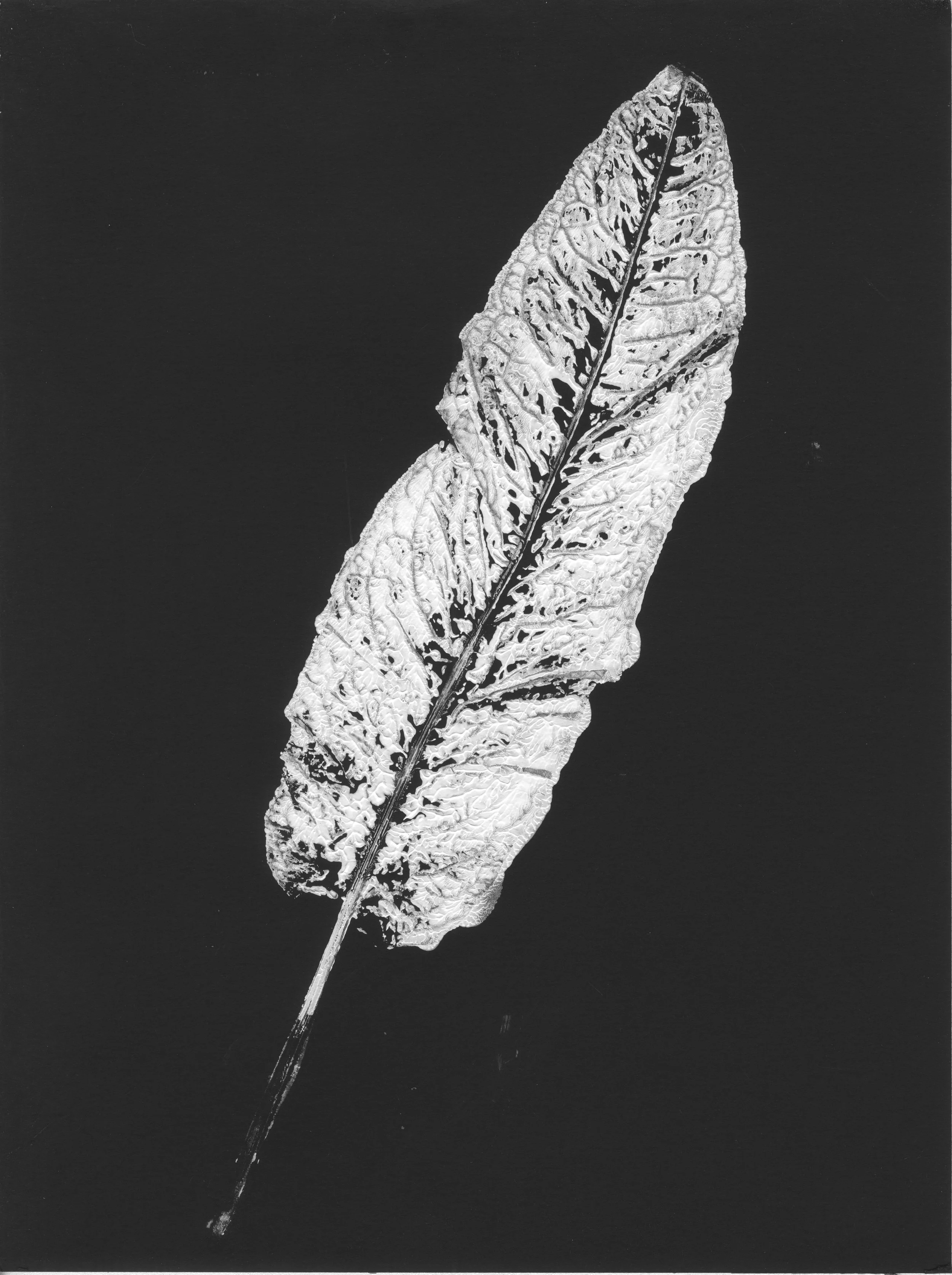 Dock leaf , monoprint, framed 24 x 32 cms

