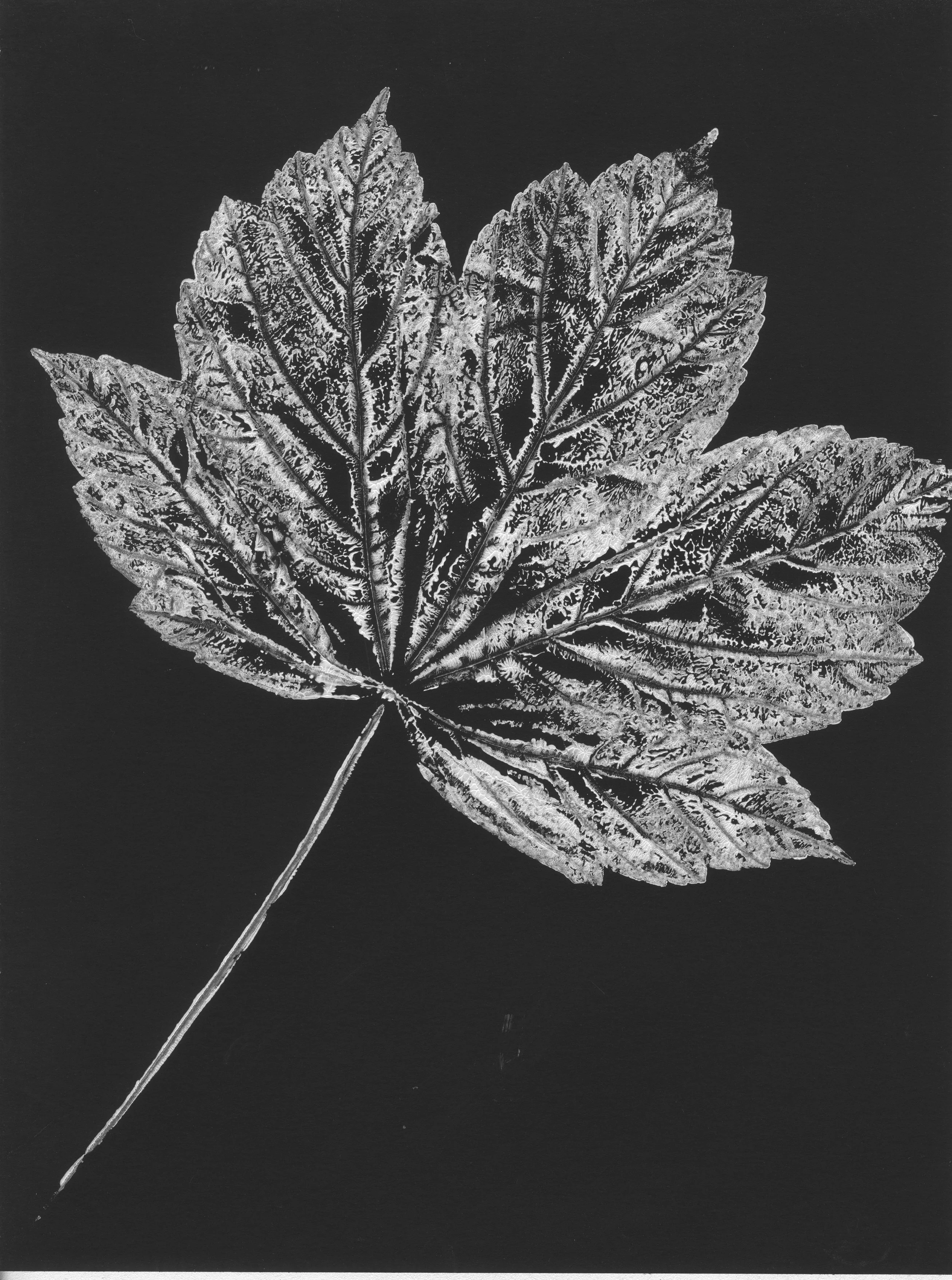 Sycamore leaf, original monoprint, 24 x 32 cms

