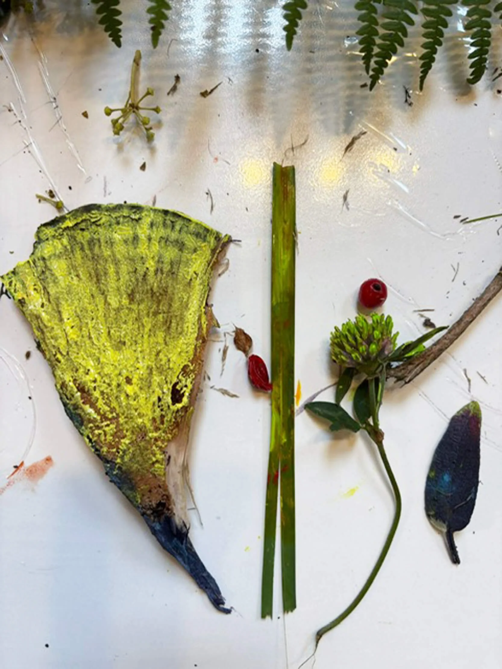 A collection of natural objects arranged on a white surface, including a large green and yellow leaf, a piece of green grass, a small branch with a cluster of green buds, a red berry, and a dark-colored leaf.