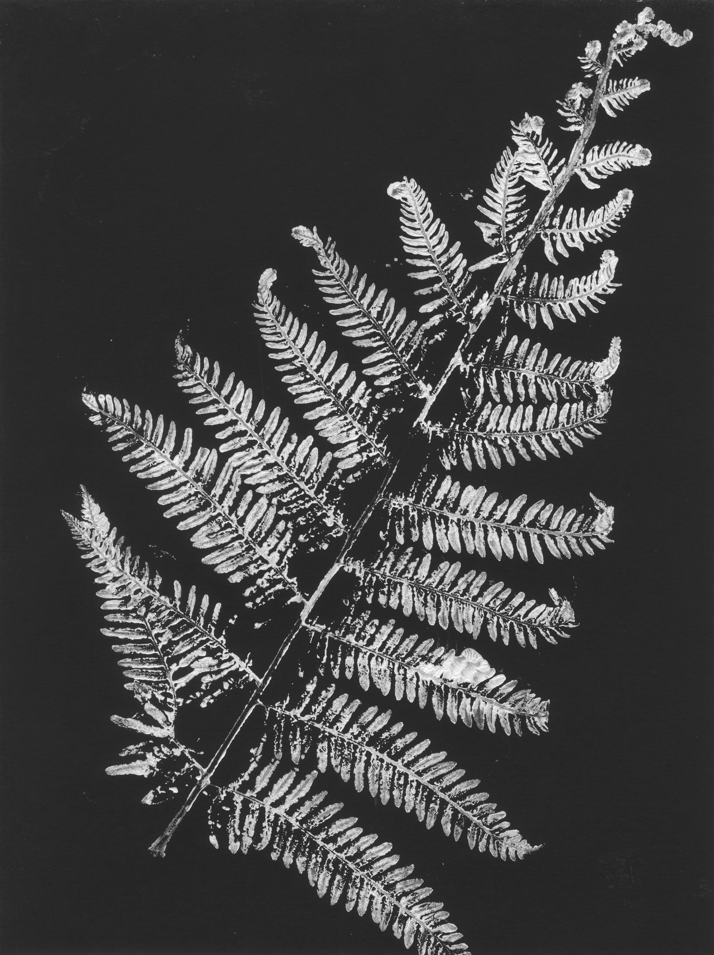 Fern leaf, original monoprint, framed 24 x 32 cms


