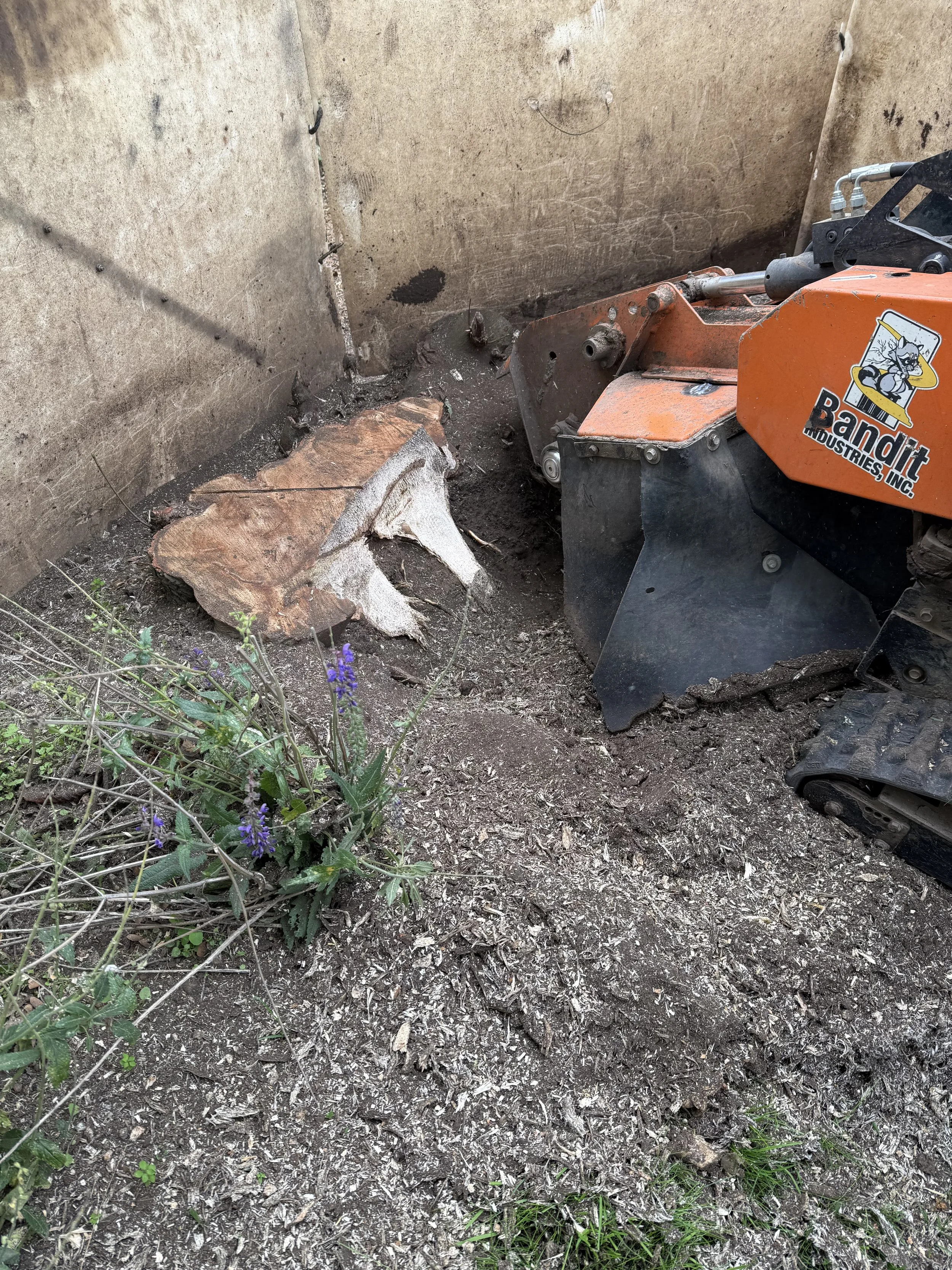 A small excavator with Bandit Industries, Inc. logo on it, placed near a temporary, protective wooden wall, with a large tree stump and some purple flowers in the dirt nearby.