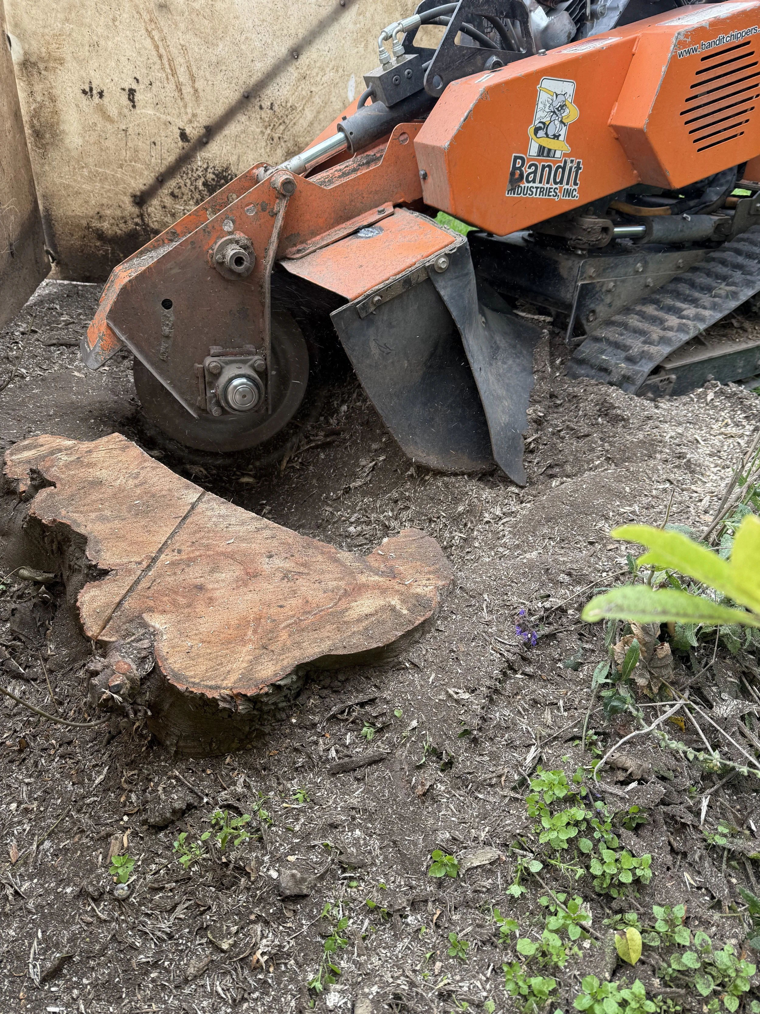 Close-up of an orange mini excavator with a Bandit logo, grinding away a tree stump next to some small plants.