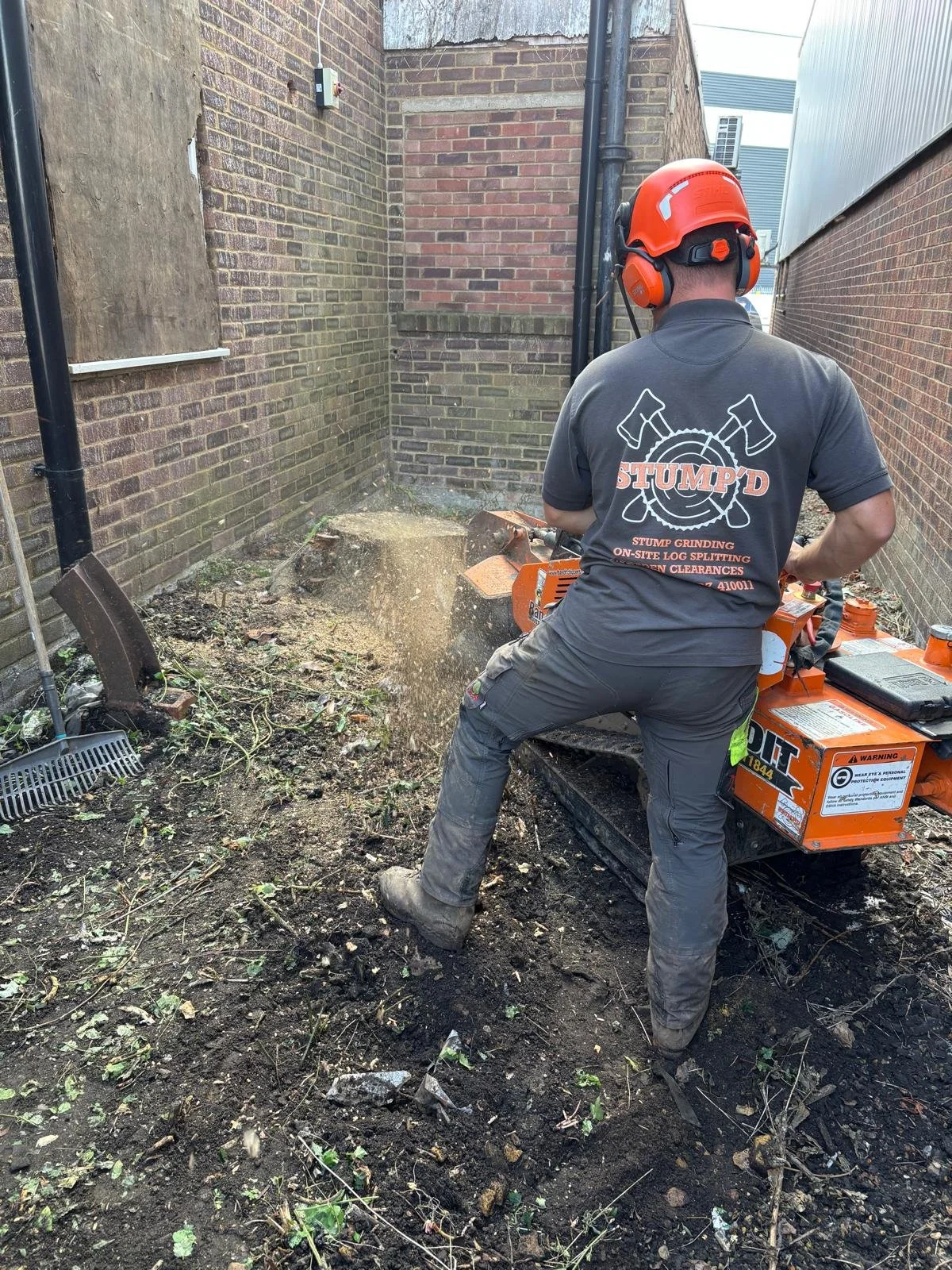 A worker wearing a red safety helmet and hearing protection operates a stump grinder in a small outdoor area between brick buildings, grinding down a tree stump in the dirt.