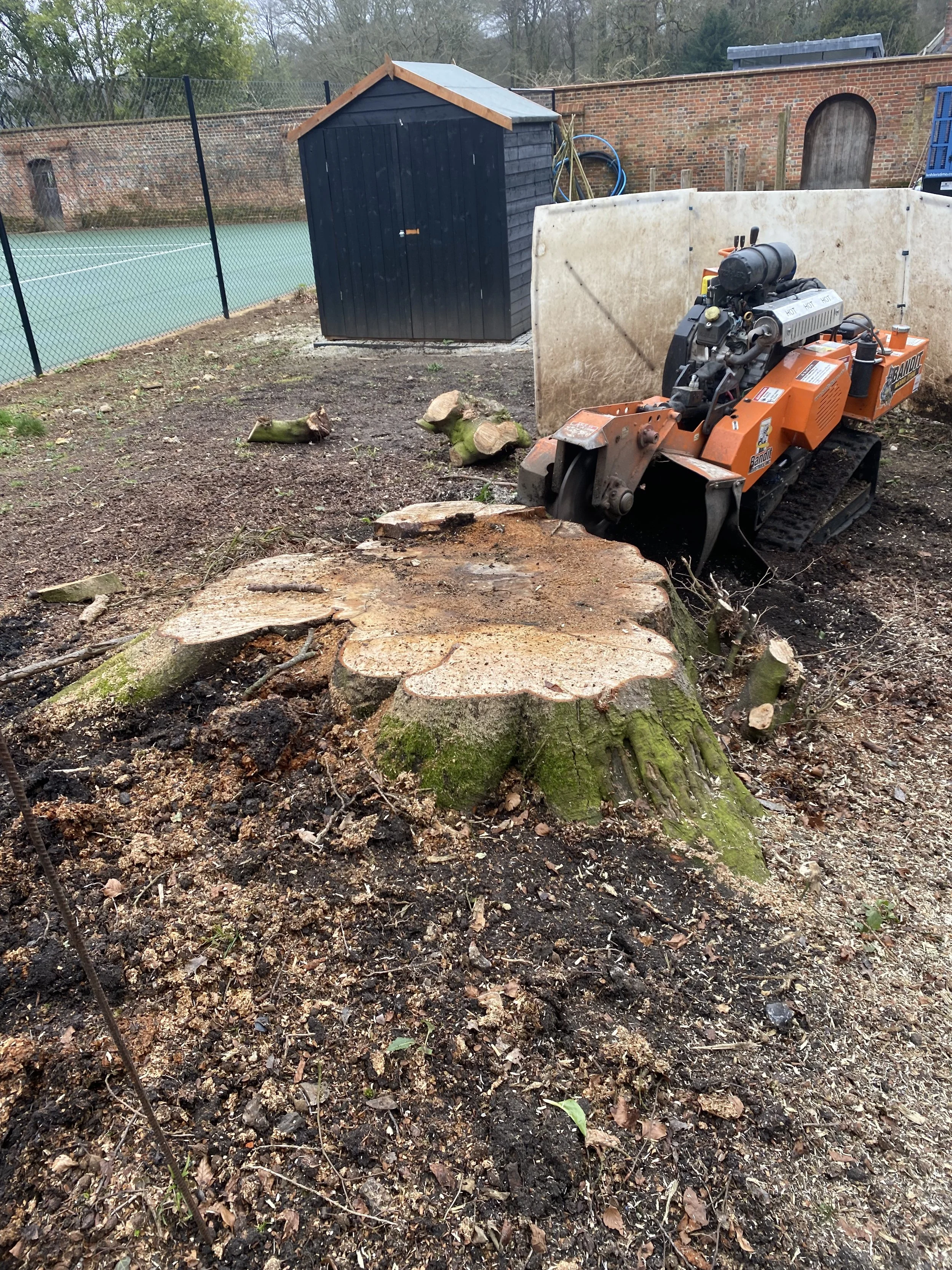 Tree stump with moss, surrounded by soil and small branches, with a small orange tracked wood-cutting machine nearby, in a fenced outdoor area.