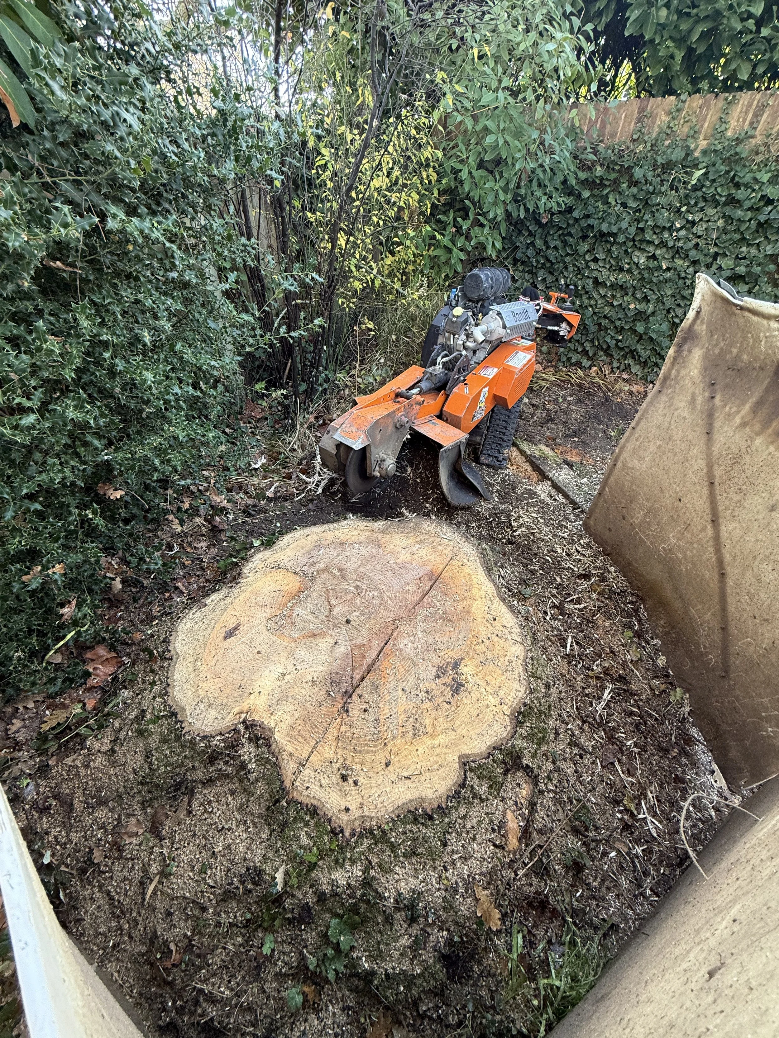 A tree stump after being cut down, with a tree stump removal machine nearby, surrounded by bushes and fencing.