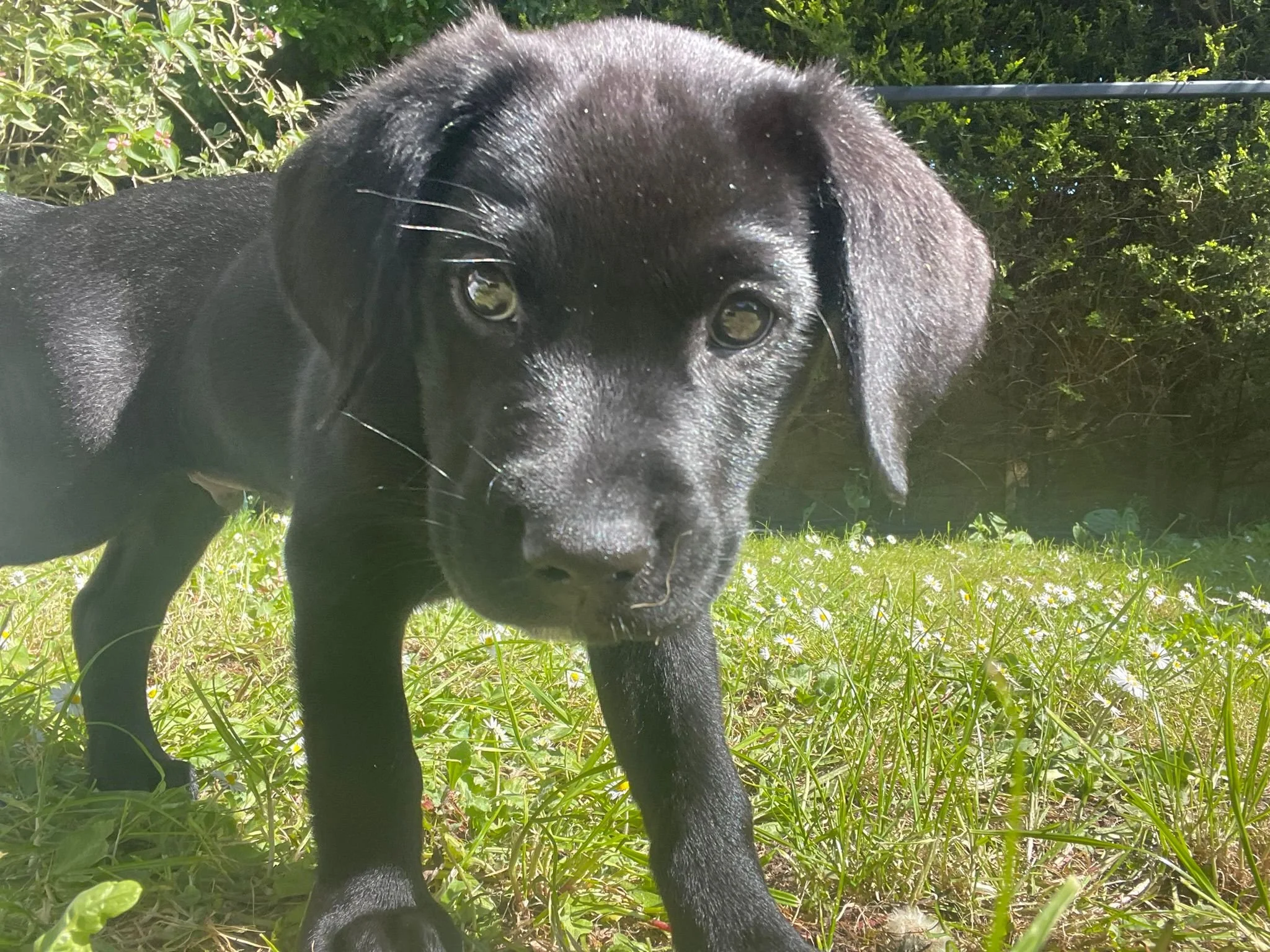 Louie, Sarah's black Labrador puppy, enjoying the sunshine in the garden