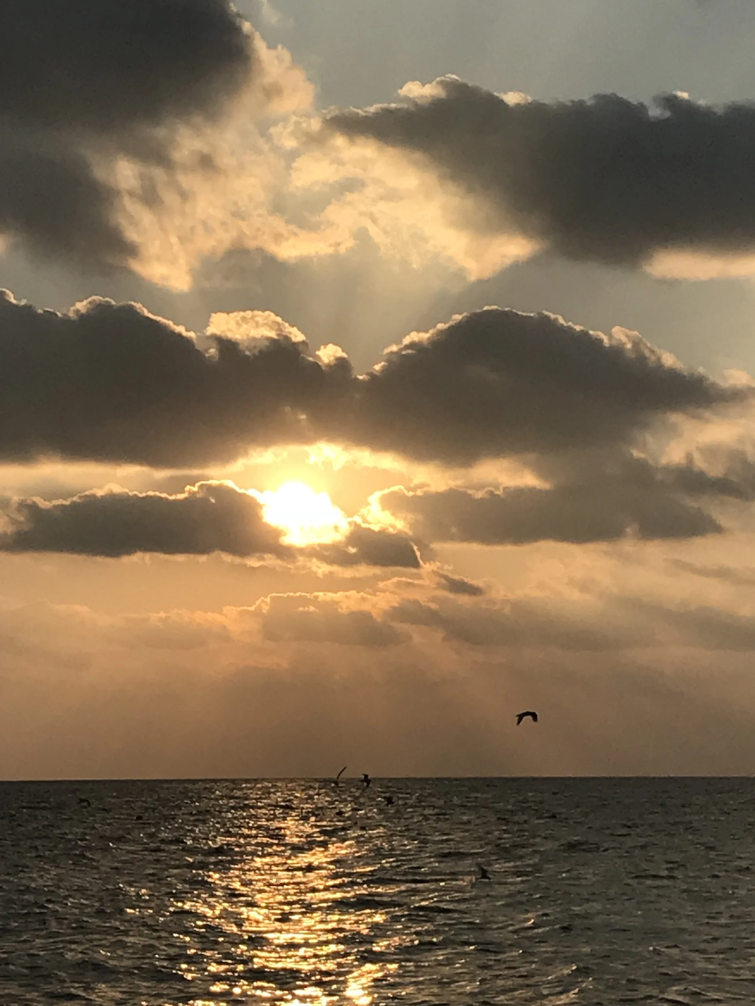 Sun setting over the ocean with clouds in the sky and seabirds flying.