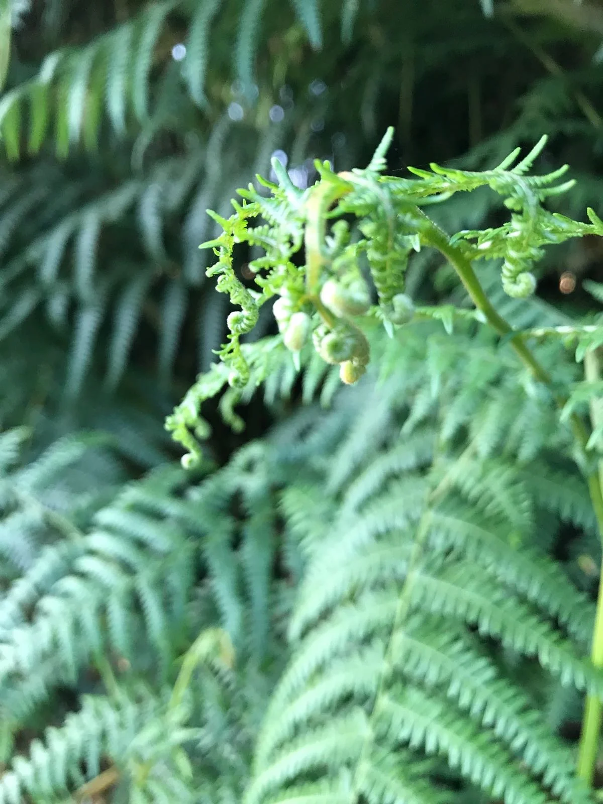 Close-up of a young fern fern frond unfurling amidst mature green fern leaves.