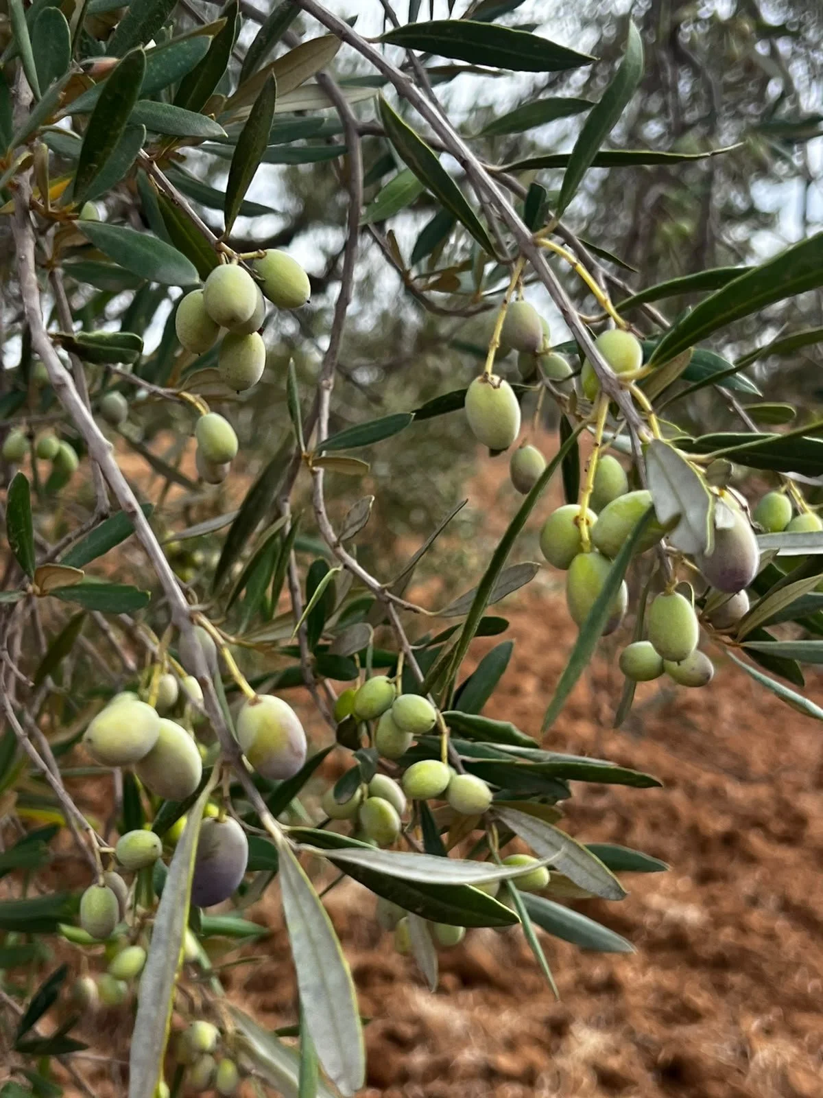 Olives growing on leafy branches in Tunisia